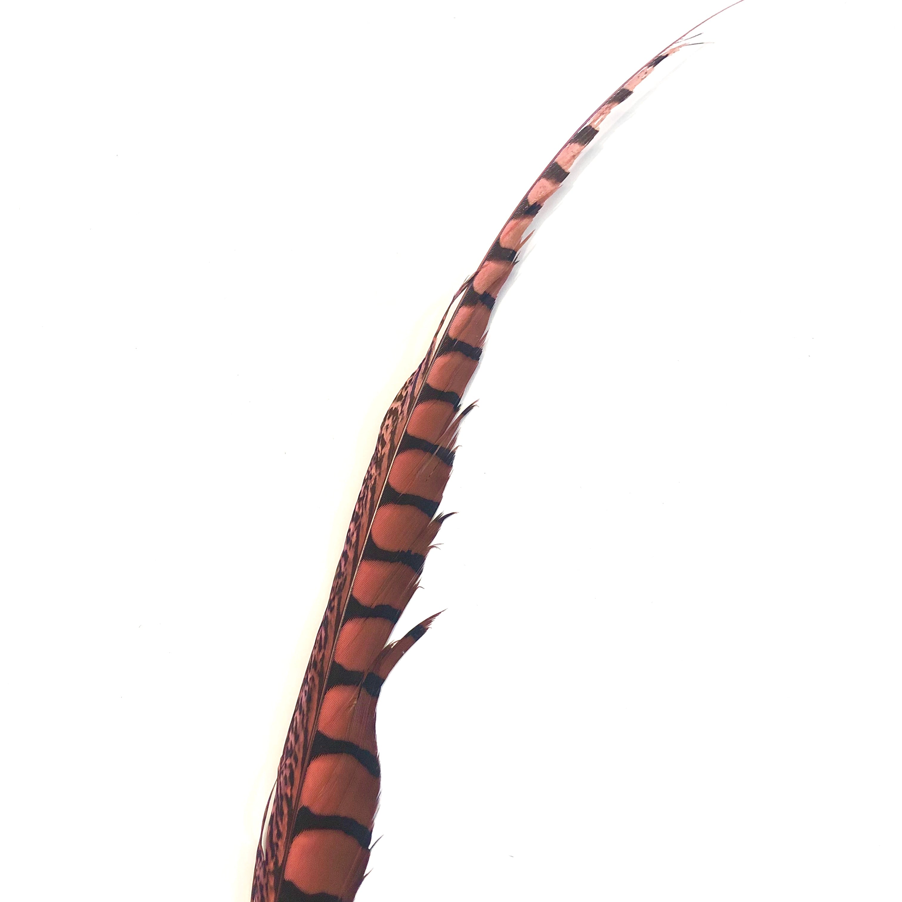 30" to 38" Lady Amherst Pheasant Side Tail Feather - Dusty Pink ((SECONDS))
