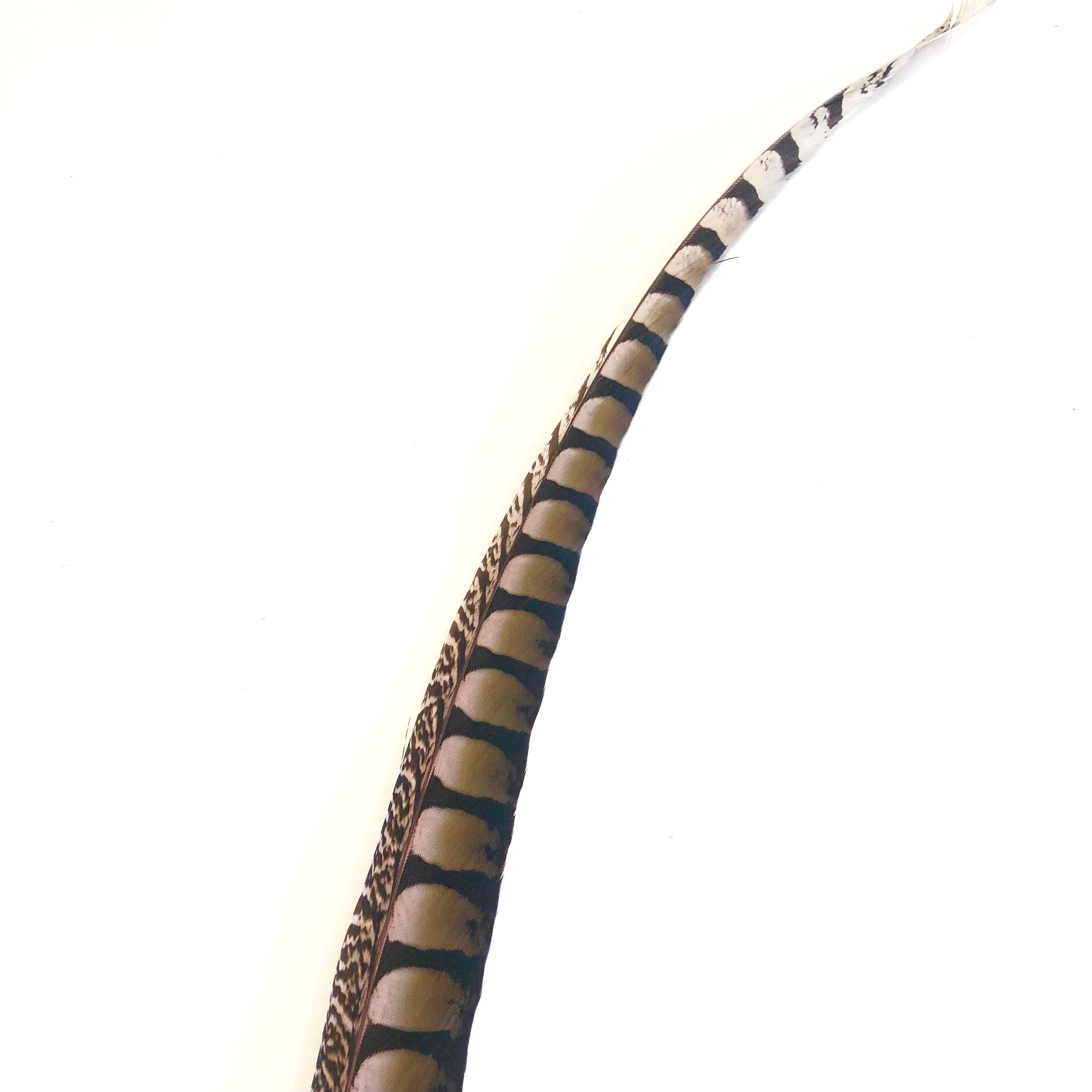 30" to 38" Lady Amherst Pheasant Side Tail Feather - Pink ((SECONDS))