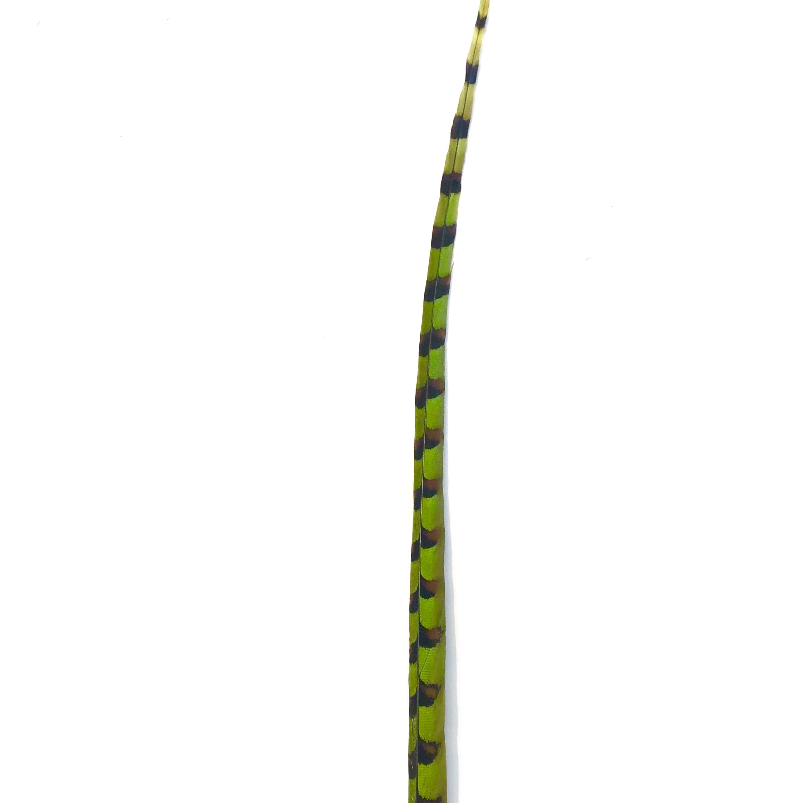 50" to 55" Reeves Pheasant Tail Feather - Lime Green