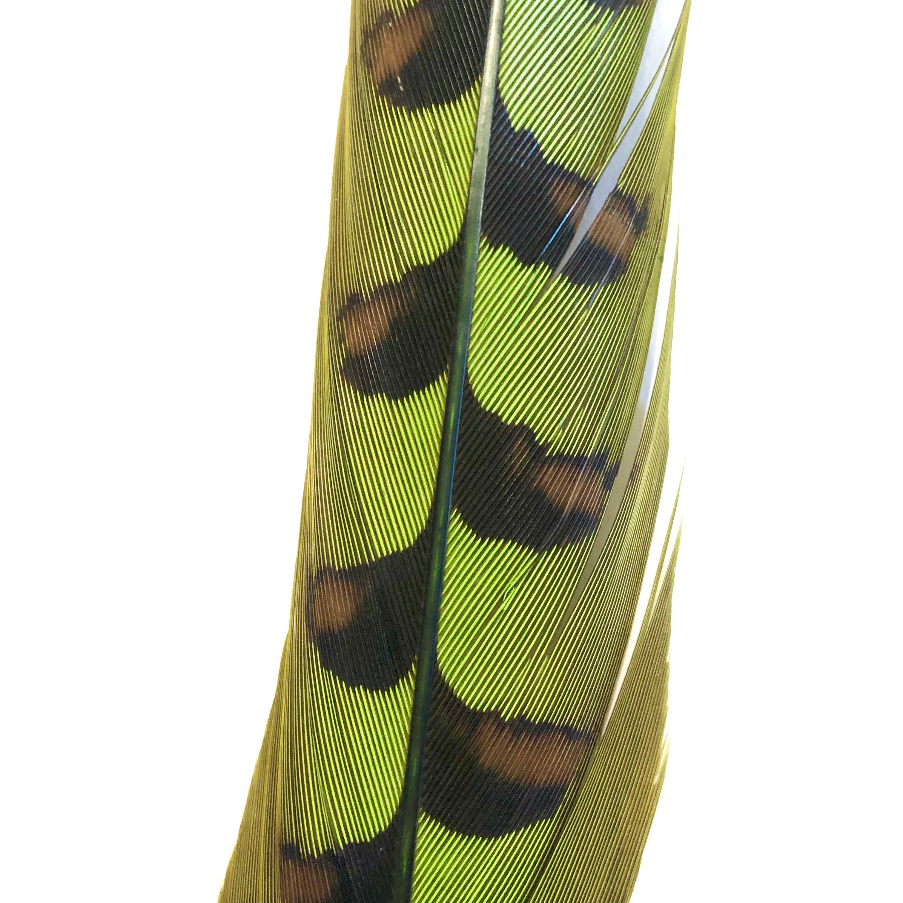 50" to 55" Reeves Pheasant Tail Feather - Lime Green