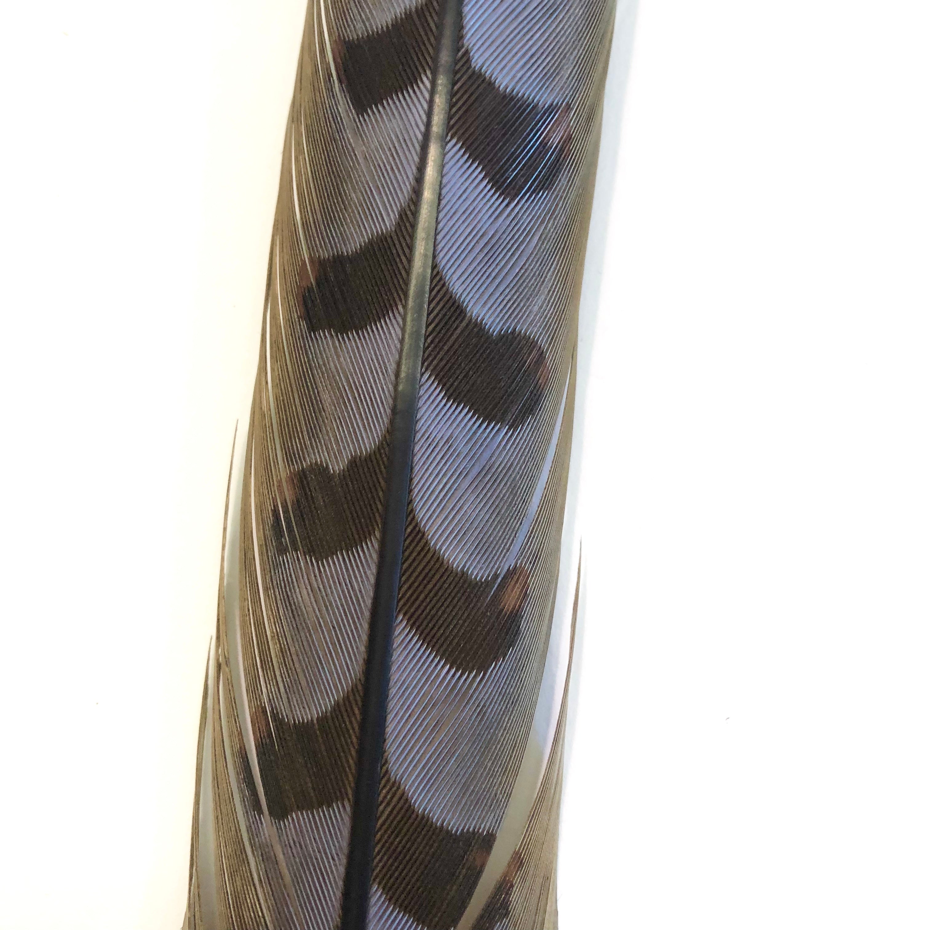 50" to 55" Reeves Pheasant Tail Feather - Grey