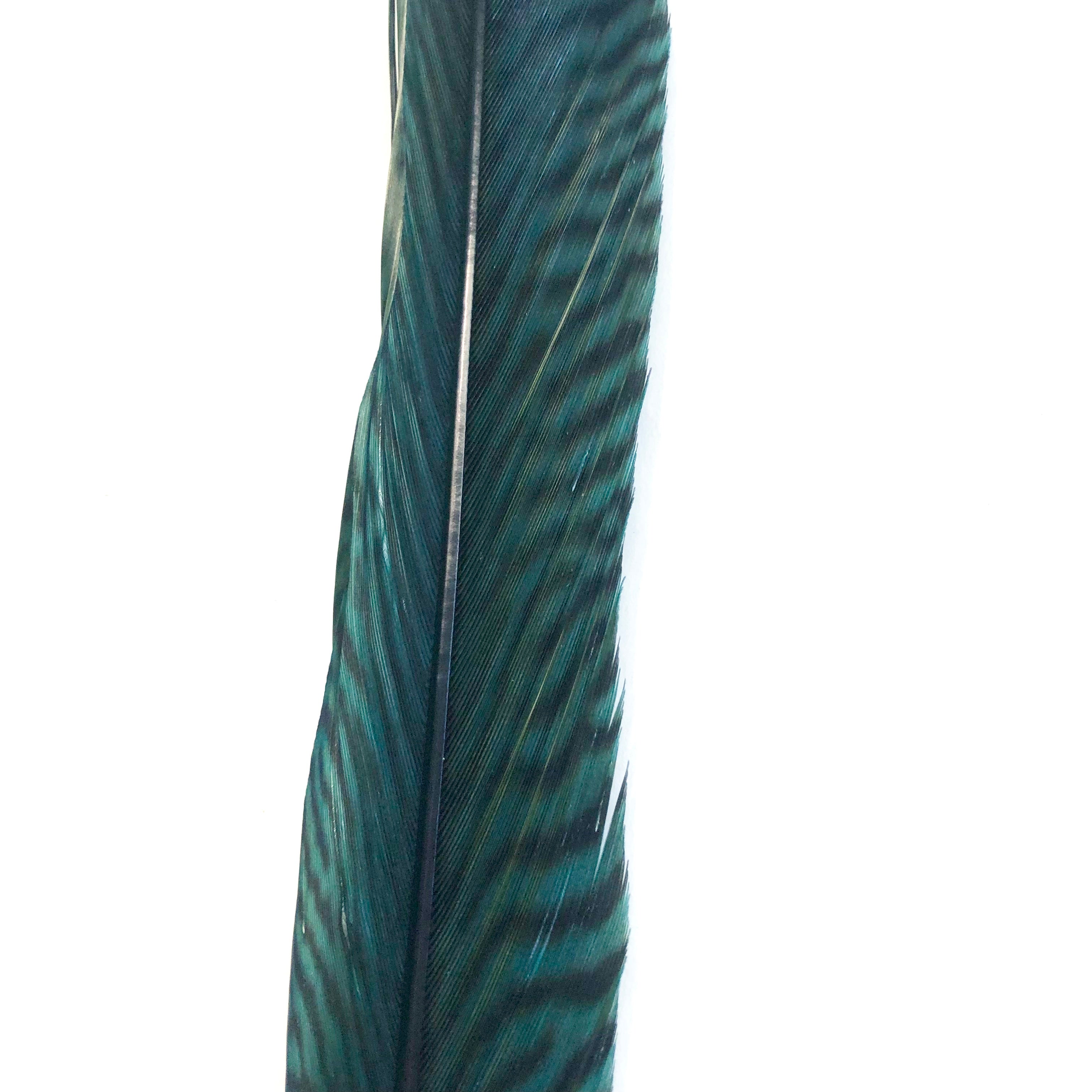 10" to 20" Golden Pheasant Side Tail Feather - Dark Teal ((SECONDS))