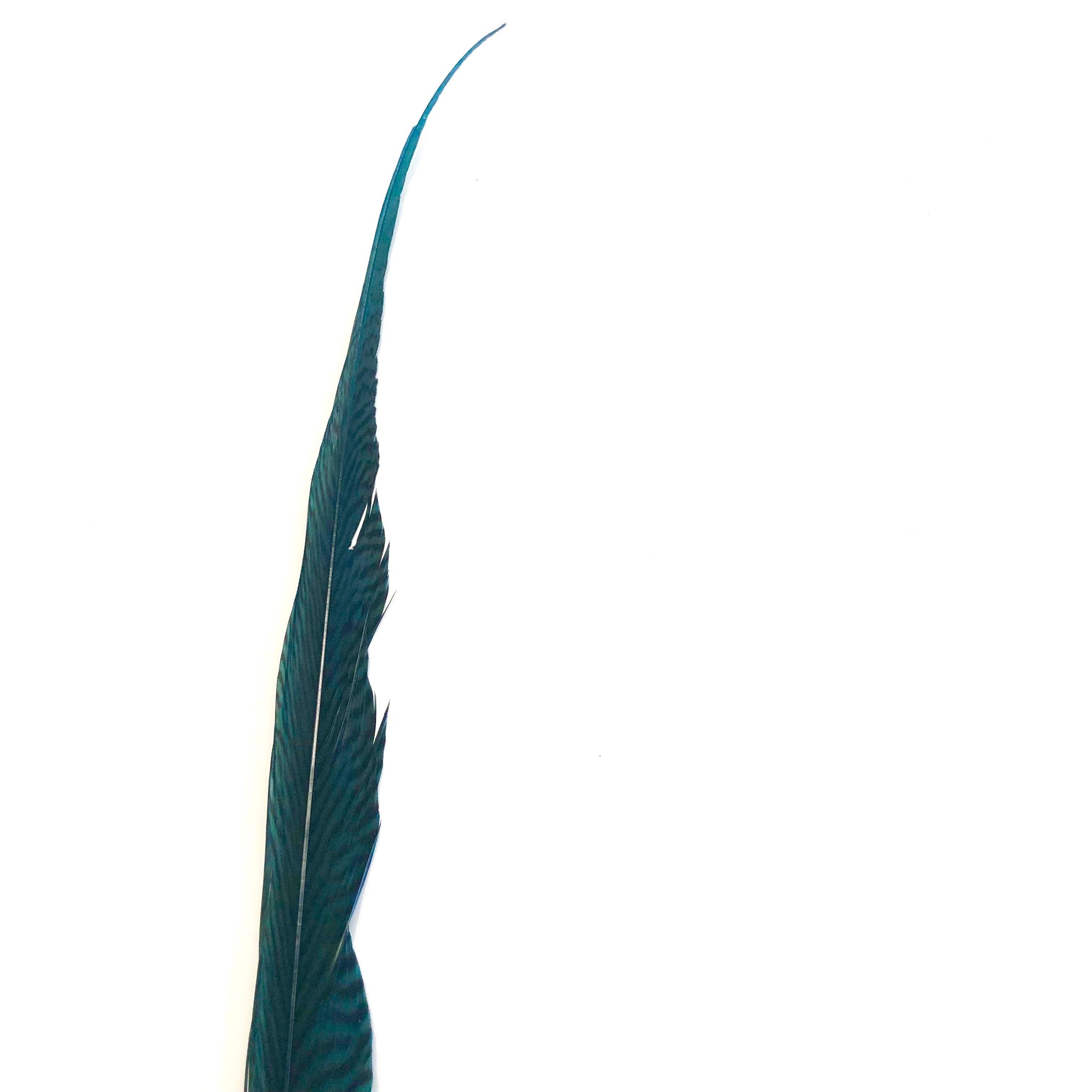 10" to 20" Golden Pheasant Side Tail Feather - Dark Teal ((SECONDS))