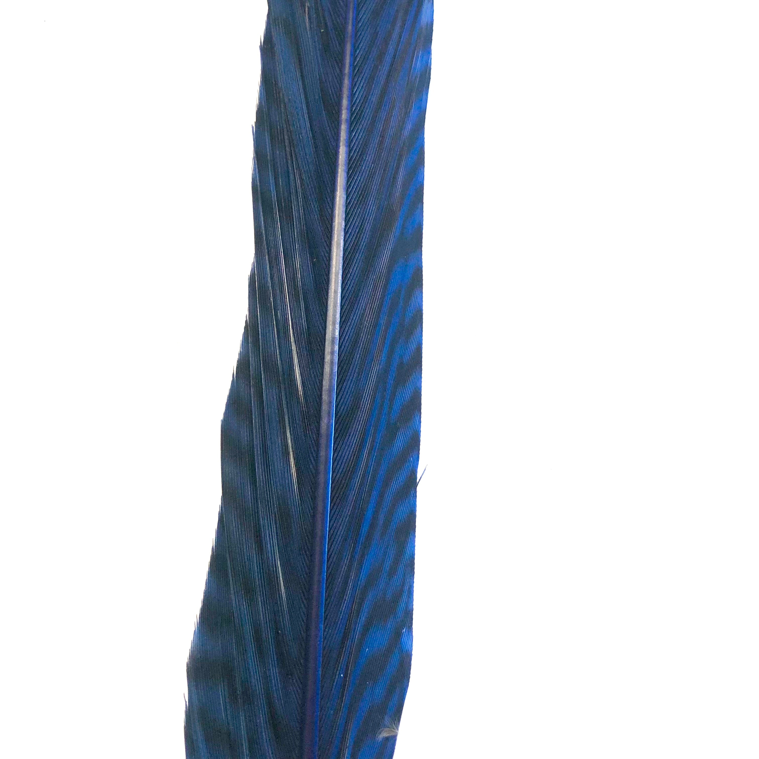 10" to 20" Golden Pheasant Side Tail Feather - Royal Blue ((SECONDS))