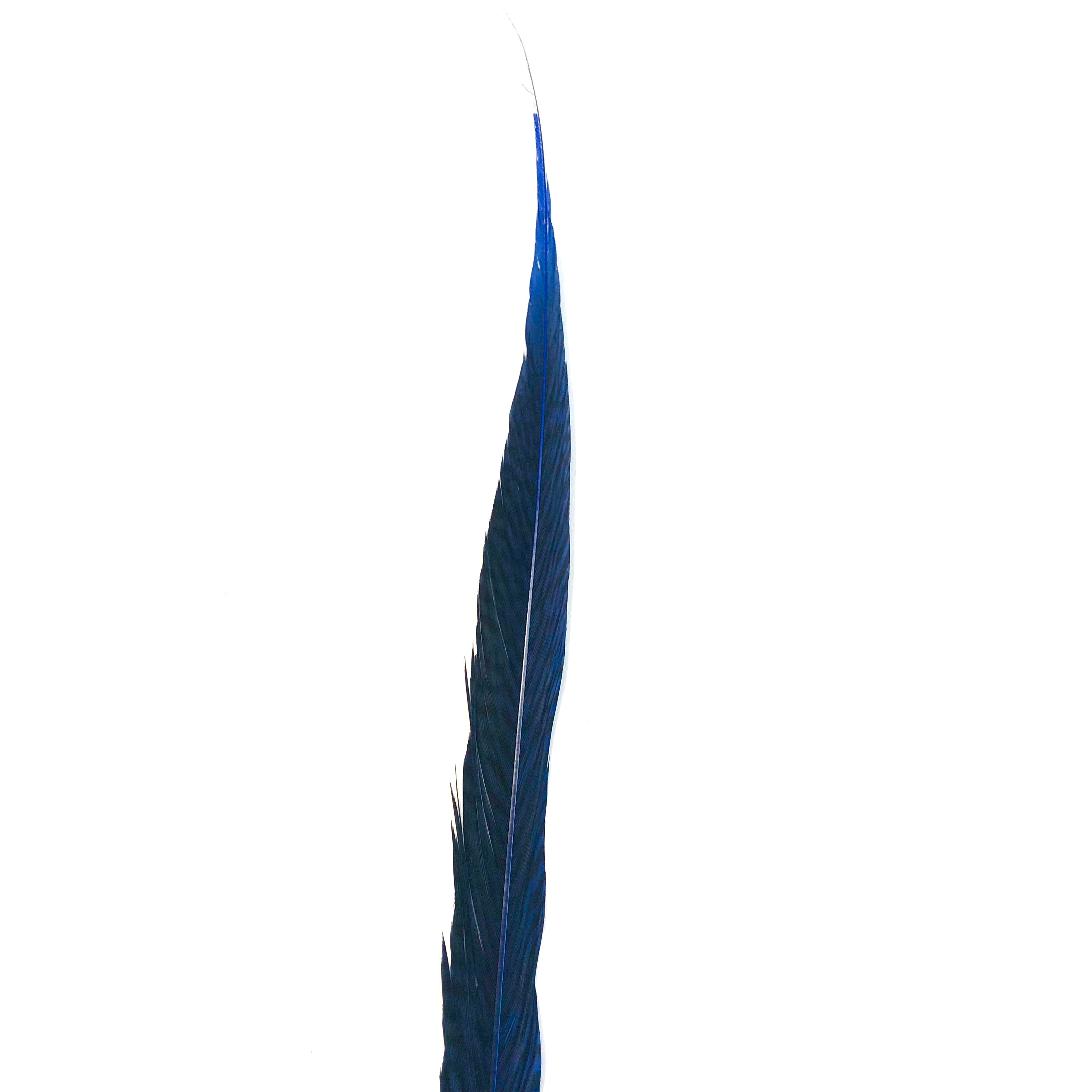10" to 20" Golden Pheasant Side Tail Feather - Royal Blue ((SECONDS))
