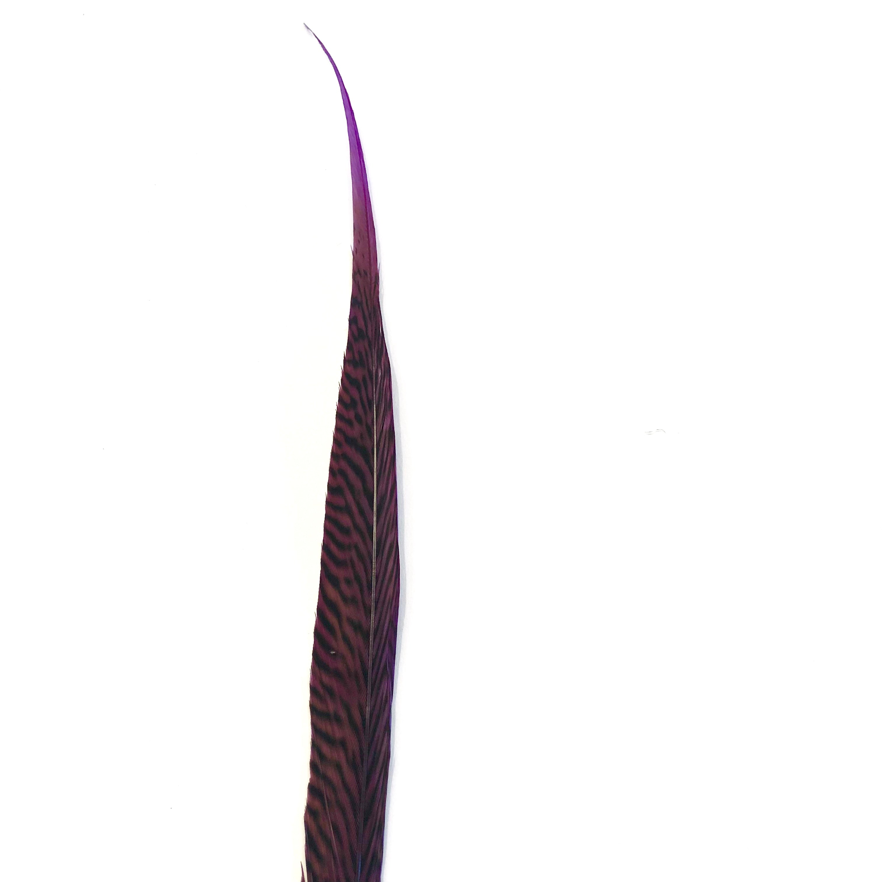 10" to 20" Golden Pheasant Side Tail Feather - Eggplant