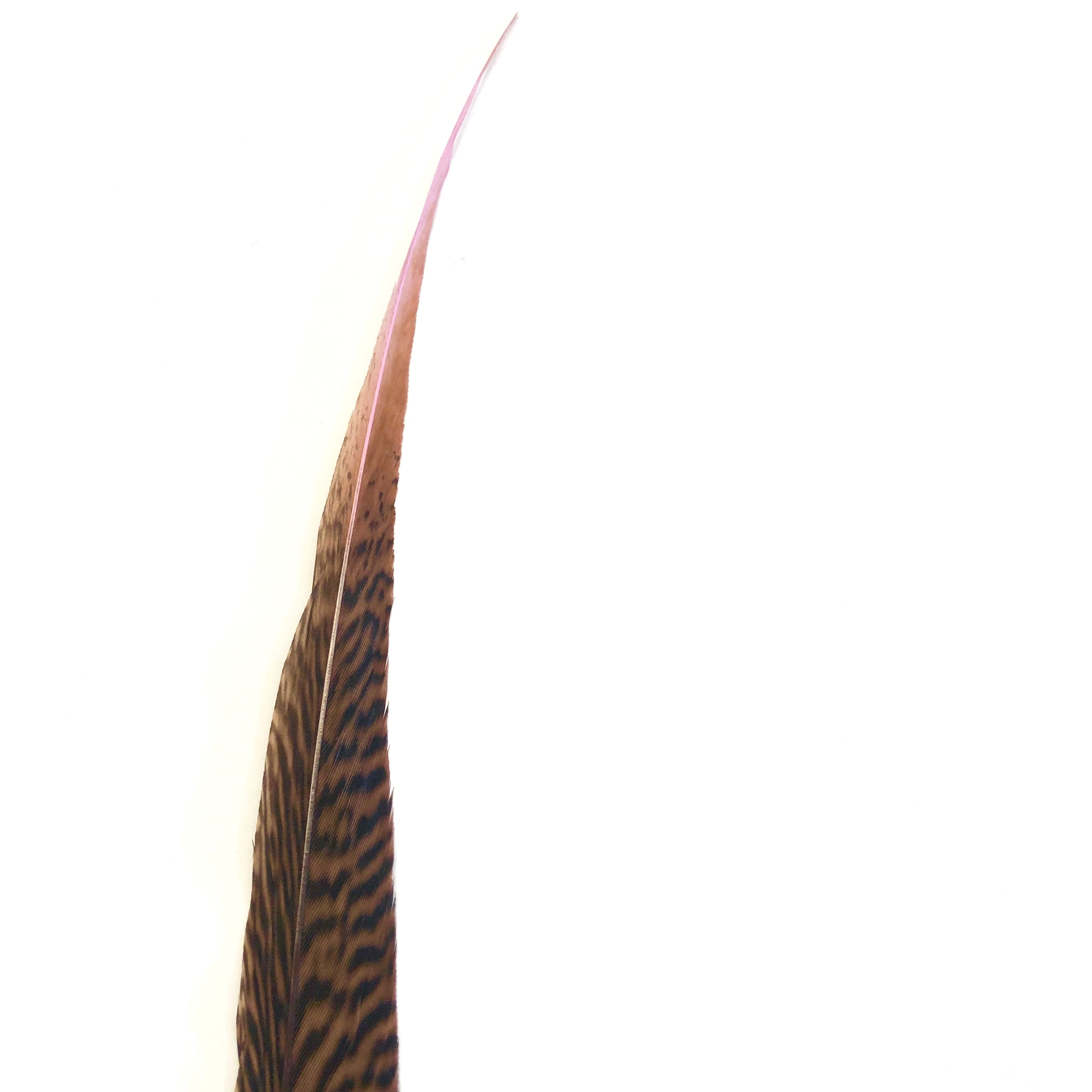 10" to 20" Golden Pheasant Side Tail Feather - Pink ((SECONDS))
