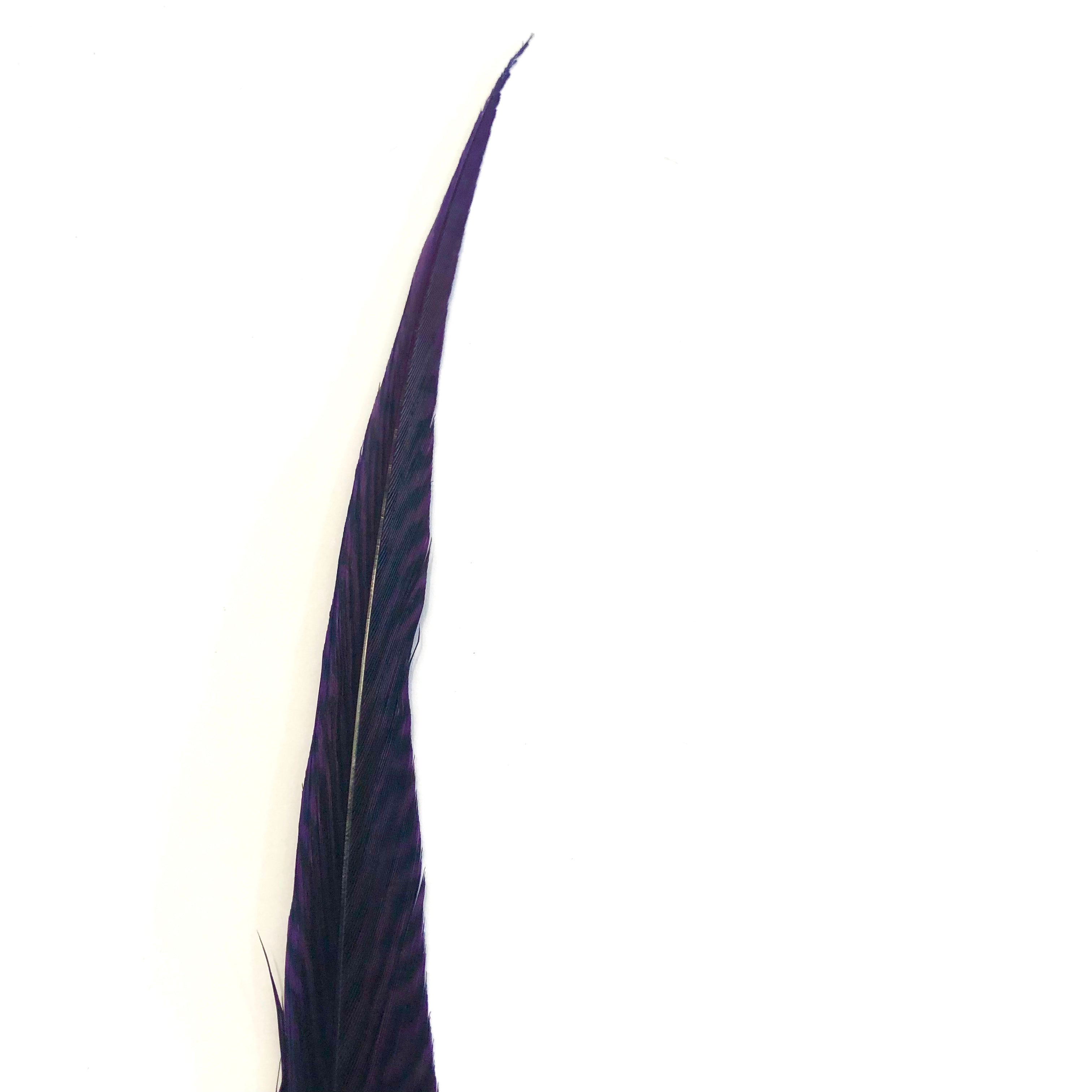 10" to 20" Golden Pheasant Side Tail Feather - Purple ((SECONDS))
