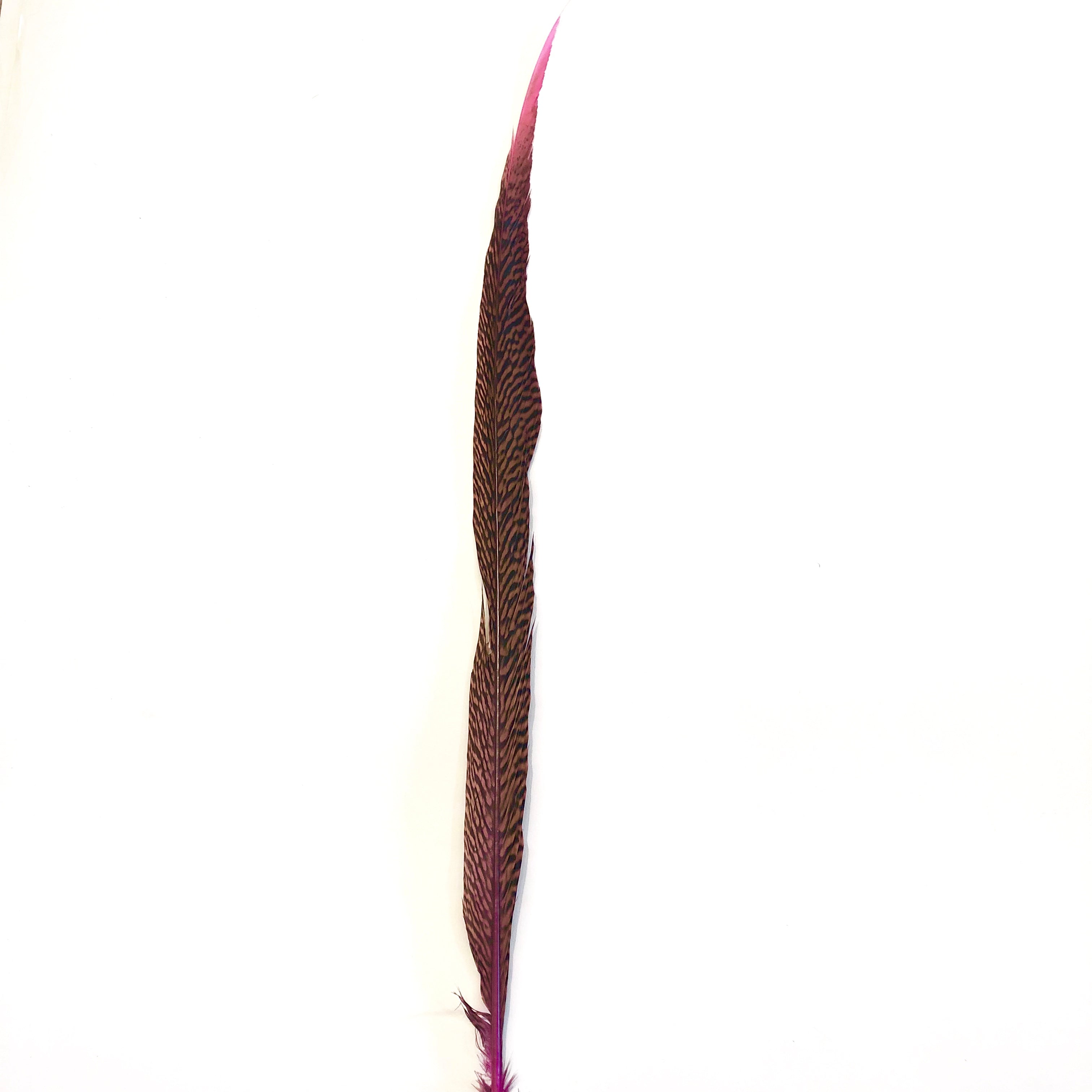10" to 20" Golden Pheasant Side Tail Feather - Hot Pink ((SECONDS))