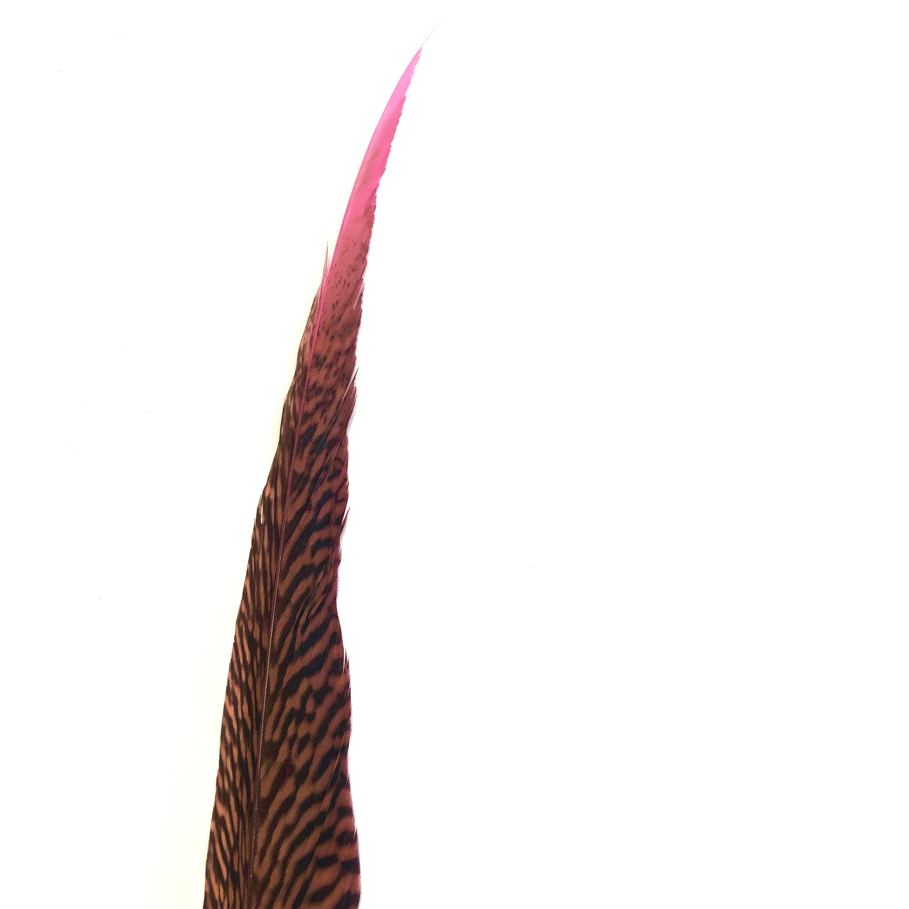 20" to 30" Golden Pheasant Side Tail Feather x 10 pcs - Hot Pink ((BULK PACK))