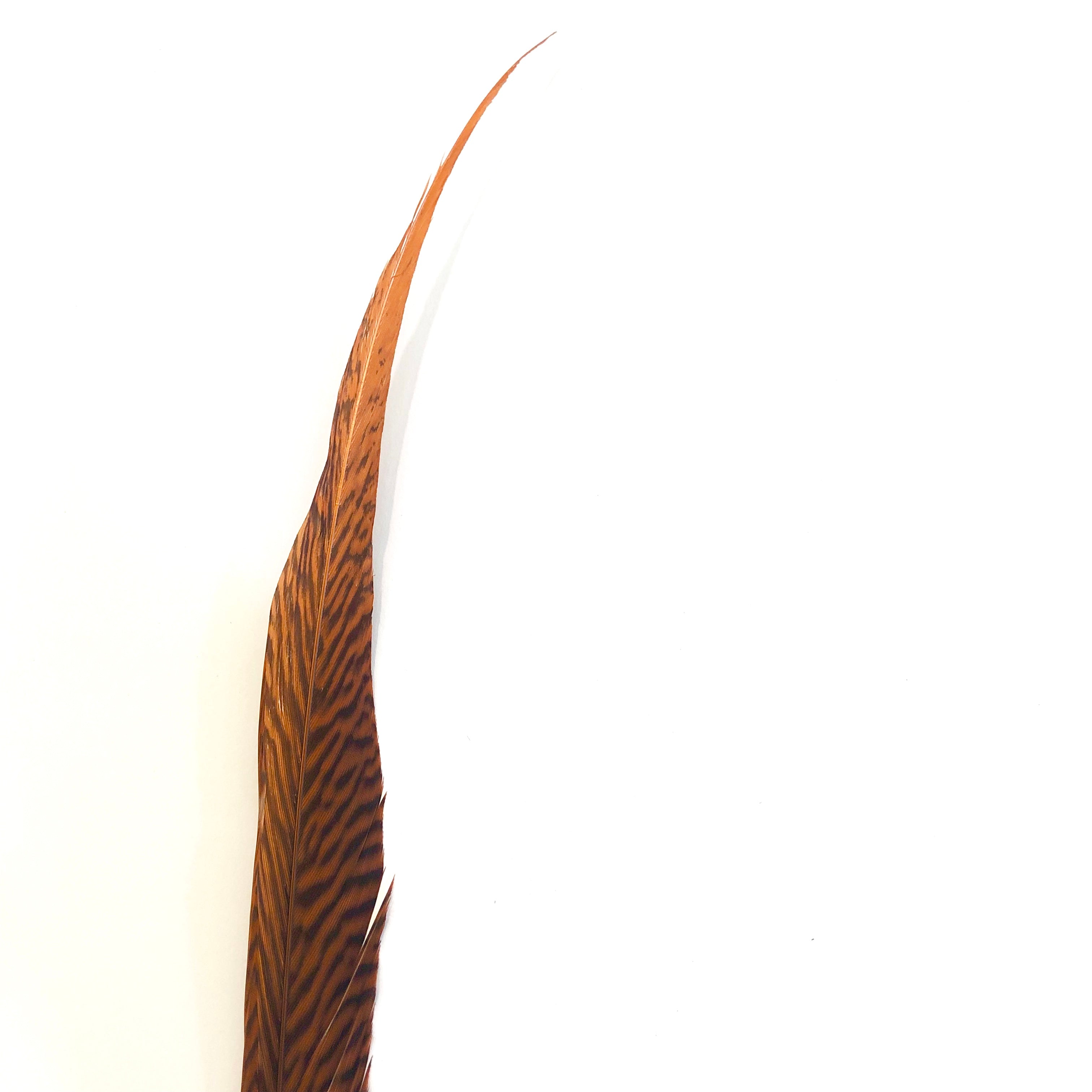 10" to 20" Golden Pheasant Side Tail Feather - Orange ((SECONDS))