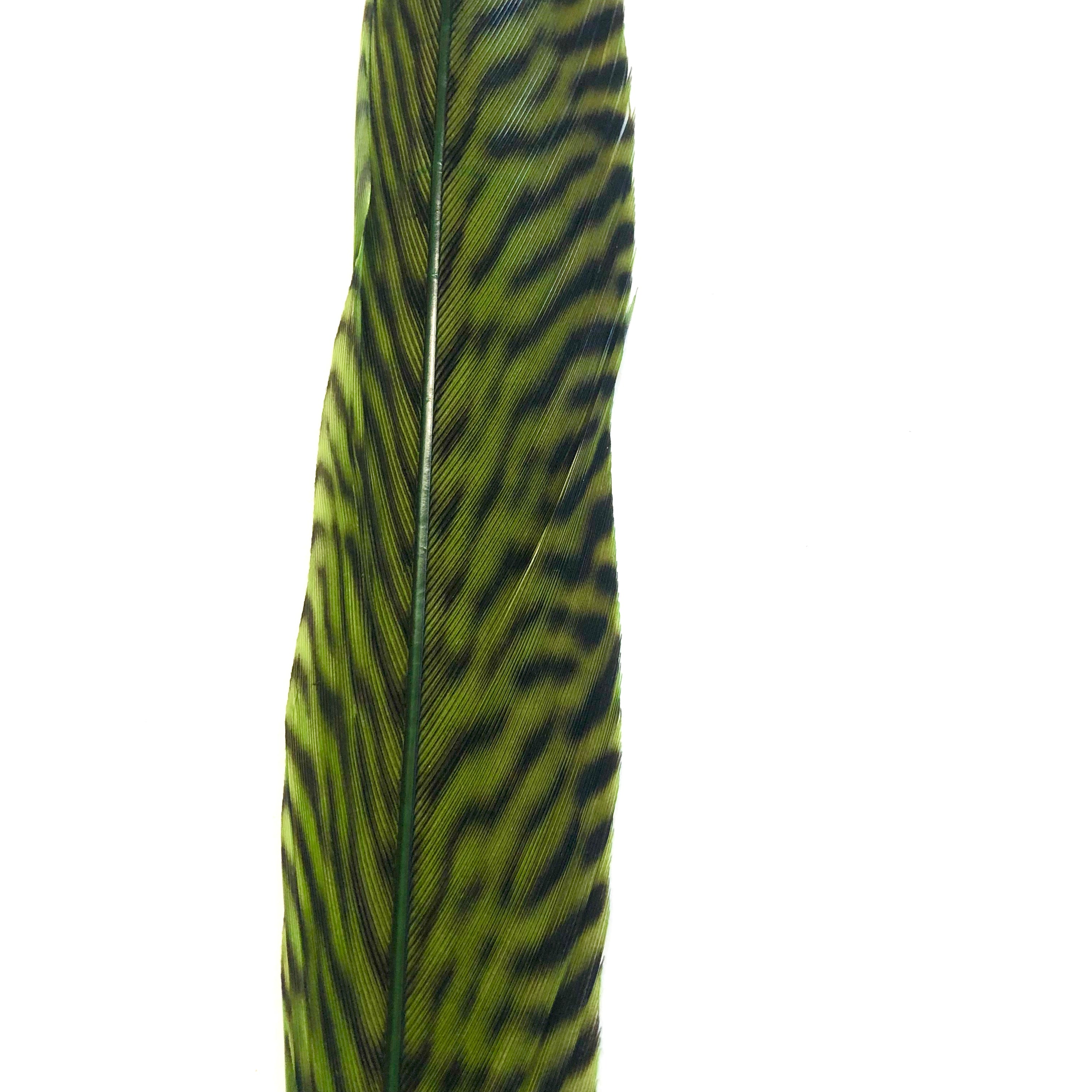 10" to 20" Golden Pheasant Side Tail Feather - Lime Green