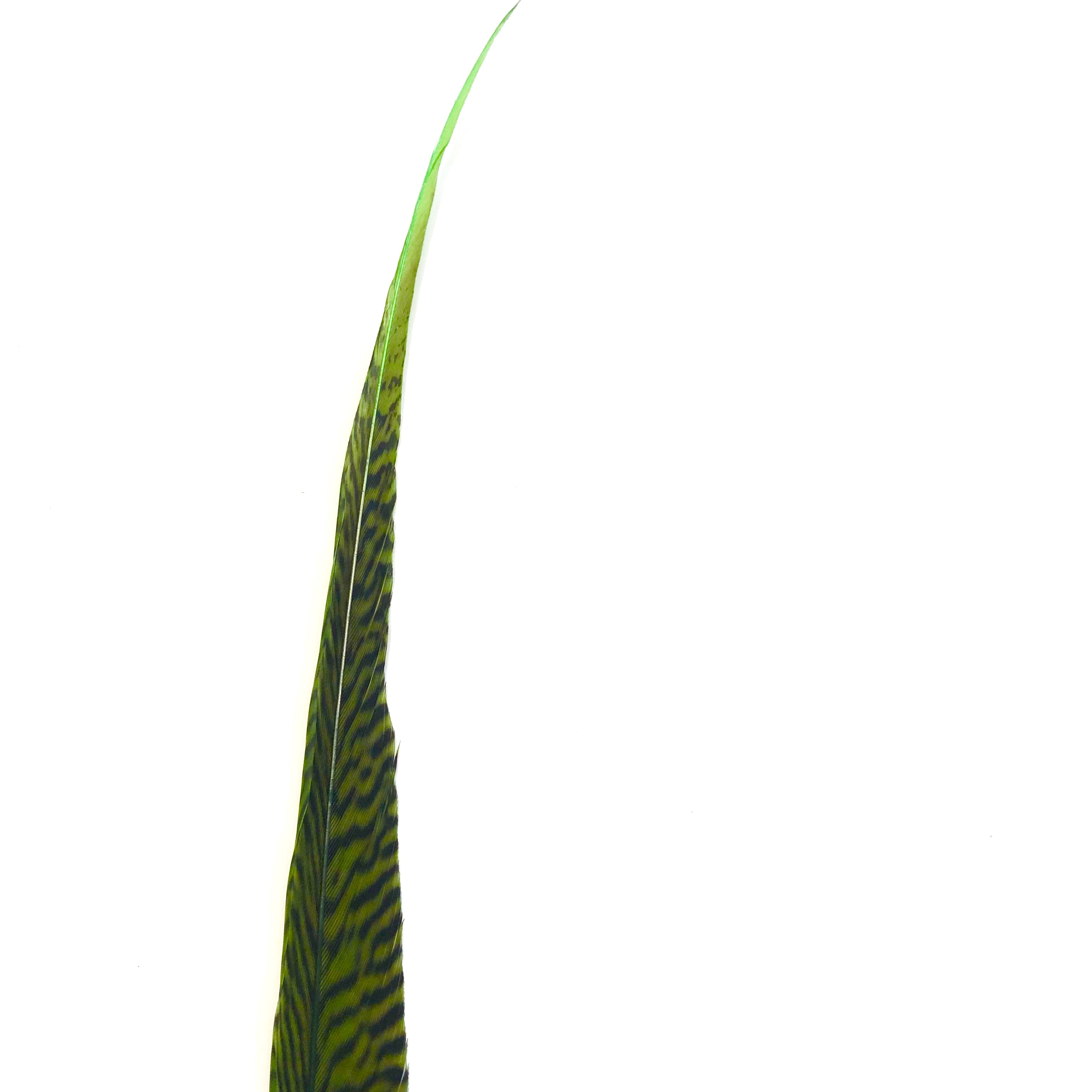 20" to 30" Golden Pheasant Side Tail Feather x 10 pcs - Lime Green ((BULK PACK))