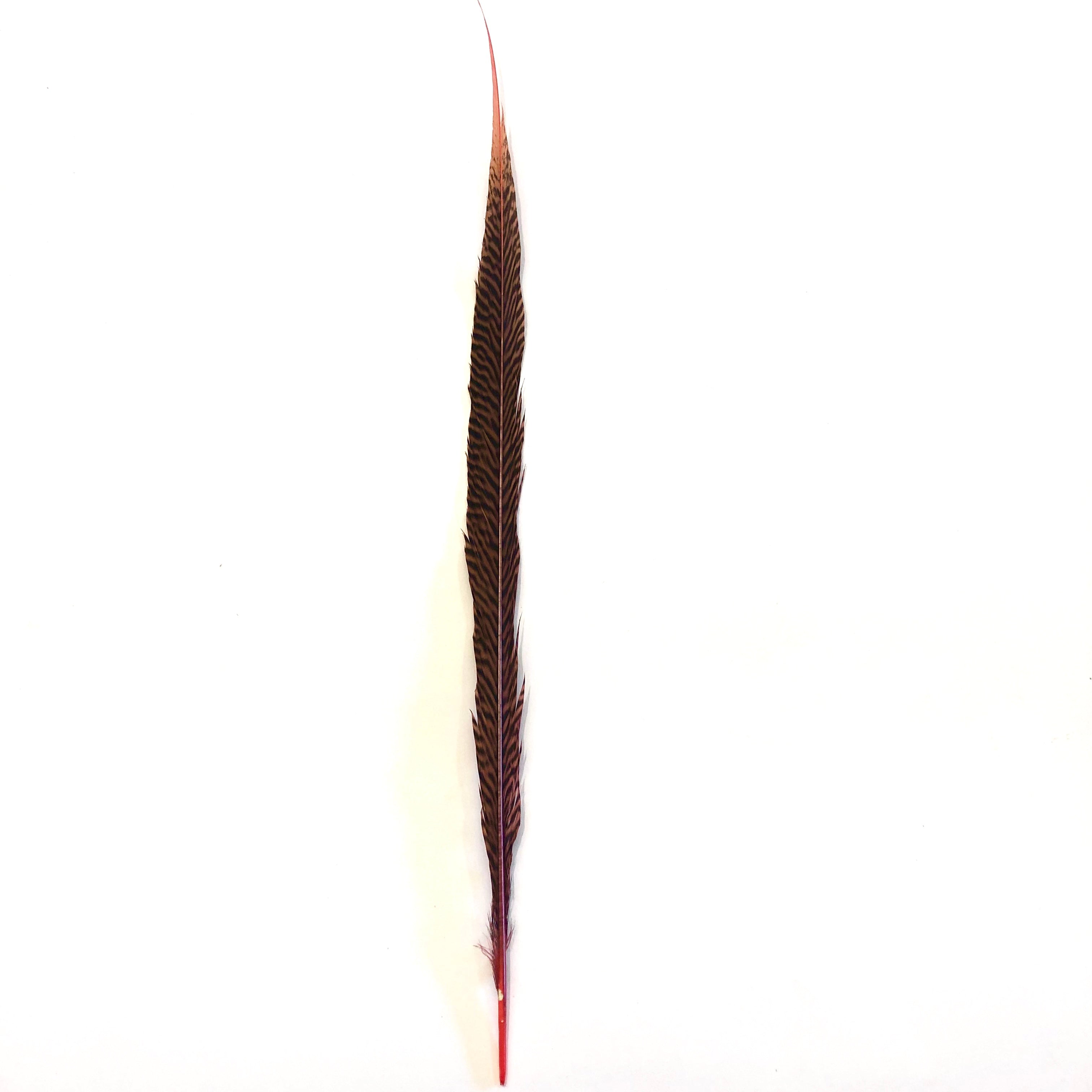 10" to 20" Golden Pheasant Side Tail Feather - Dusty Pink