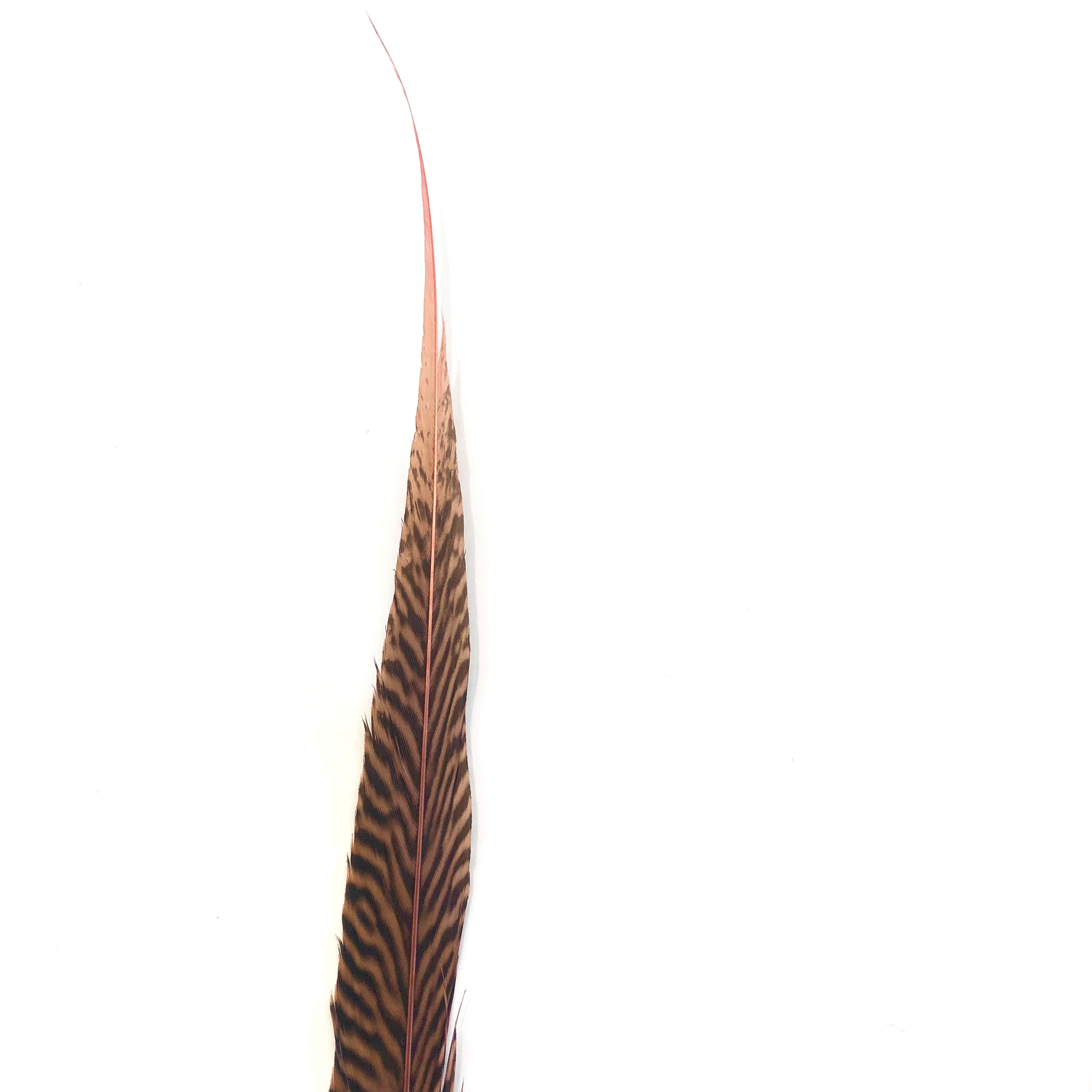 10" to 20" Golden Pheasant Side Tail Feather - Dusty Pink ((SECONDS))