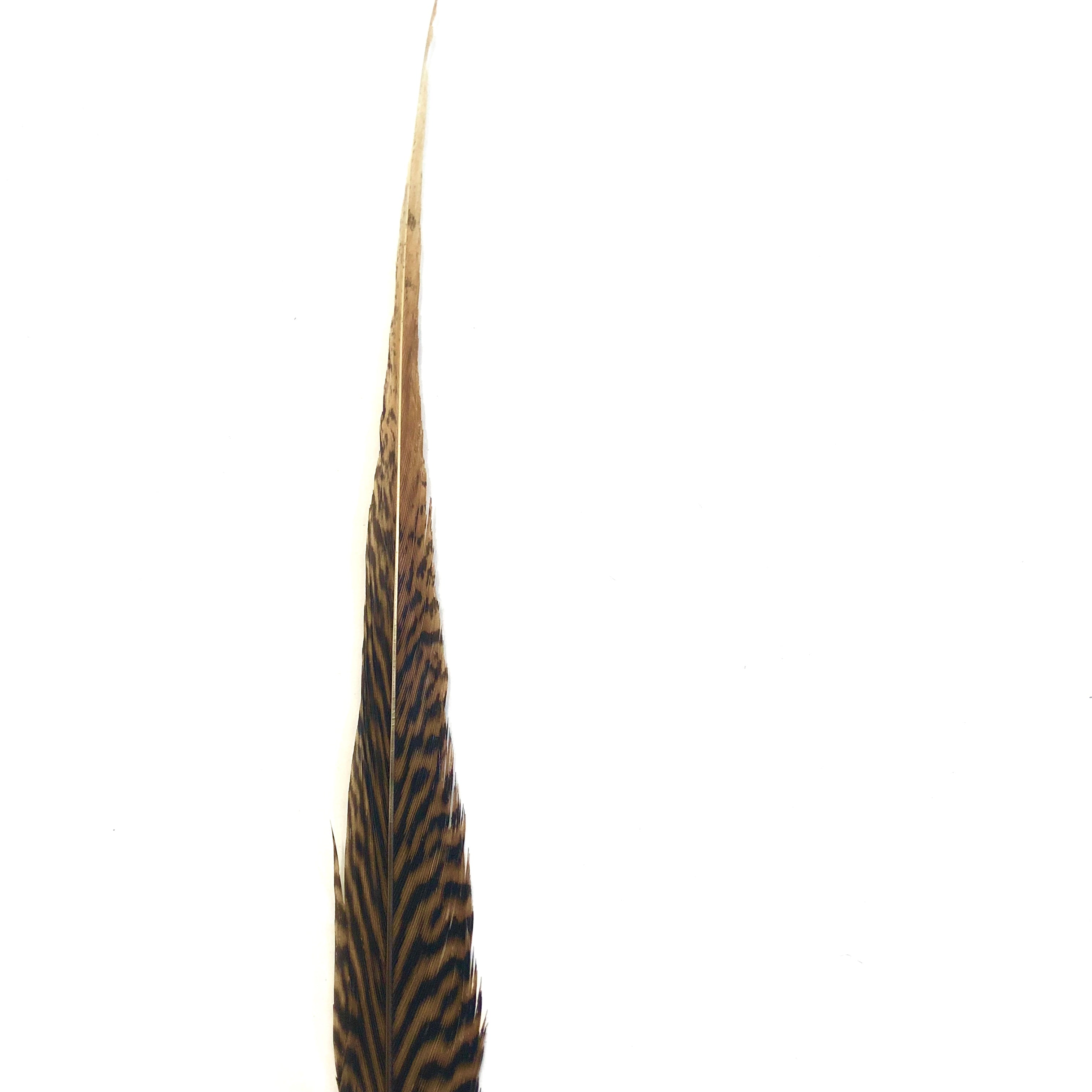 10" to 20" Golden Pheasant Side Tail Feather - Natural ((SECONDS))