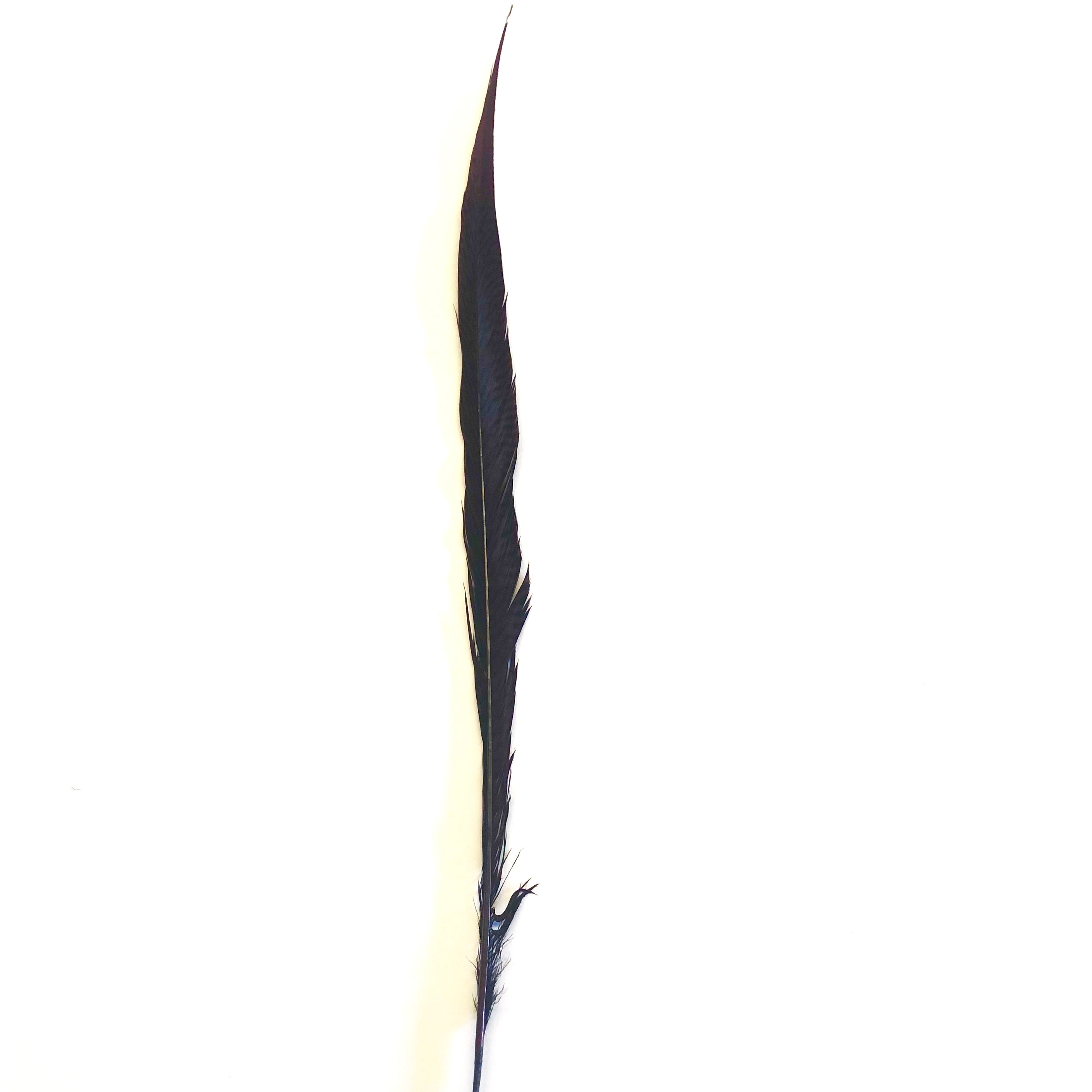 20" to 30" Golden Pheasant Side Tail Feather x 10pcs - Chocolate Brown ((BULK PACK))