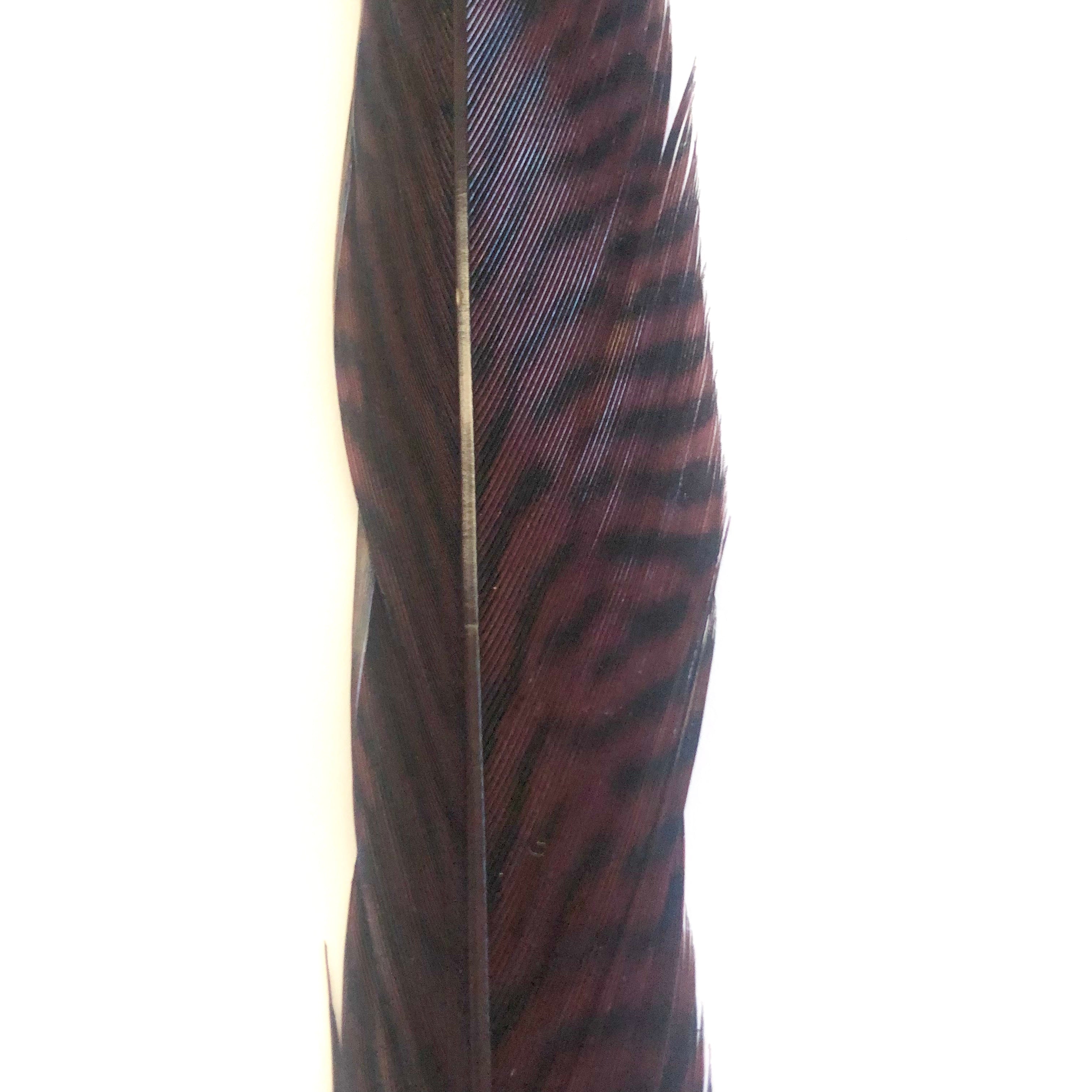 10" to 20" Golden Pheasant Side Tail Feather - Chocolate Brown ((SECONDS))