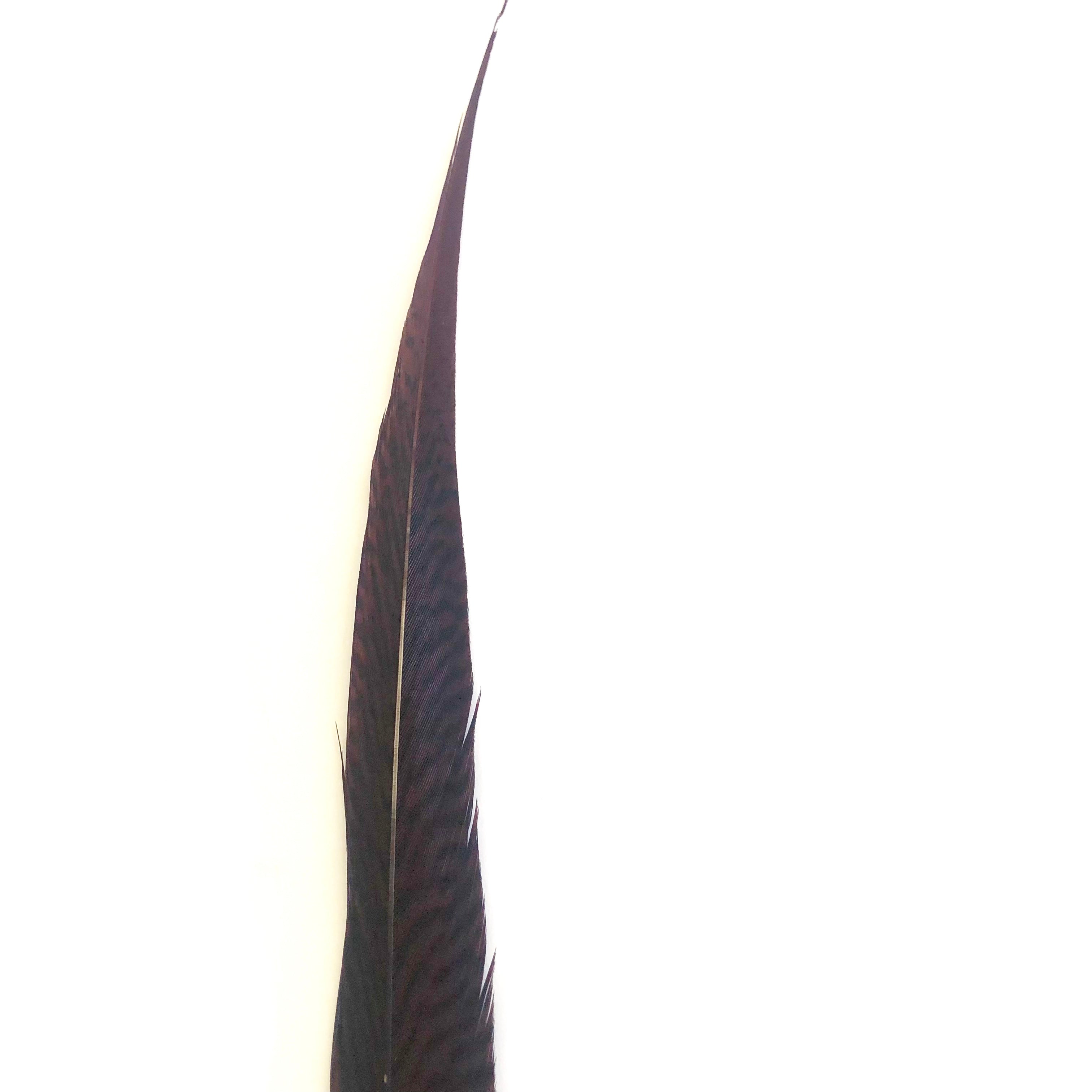 20" to 30" Golden Pheasant Side Tail Feather x 10pcs - Chocolate Brown ((BULK PACK))