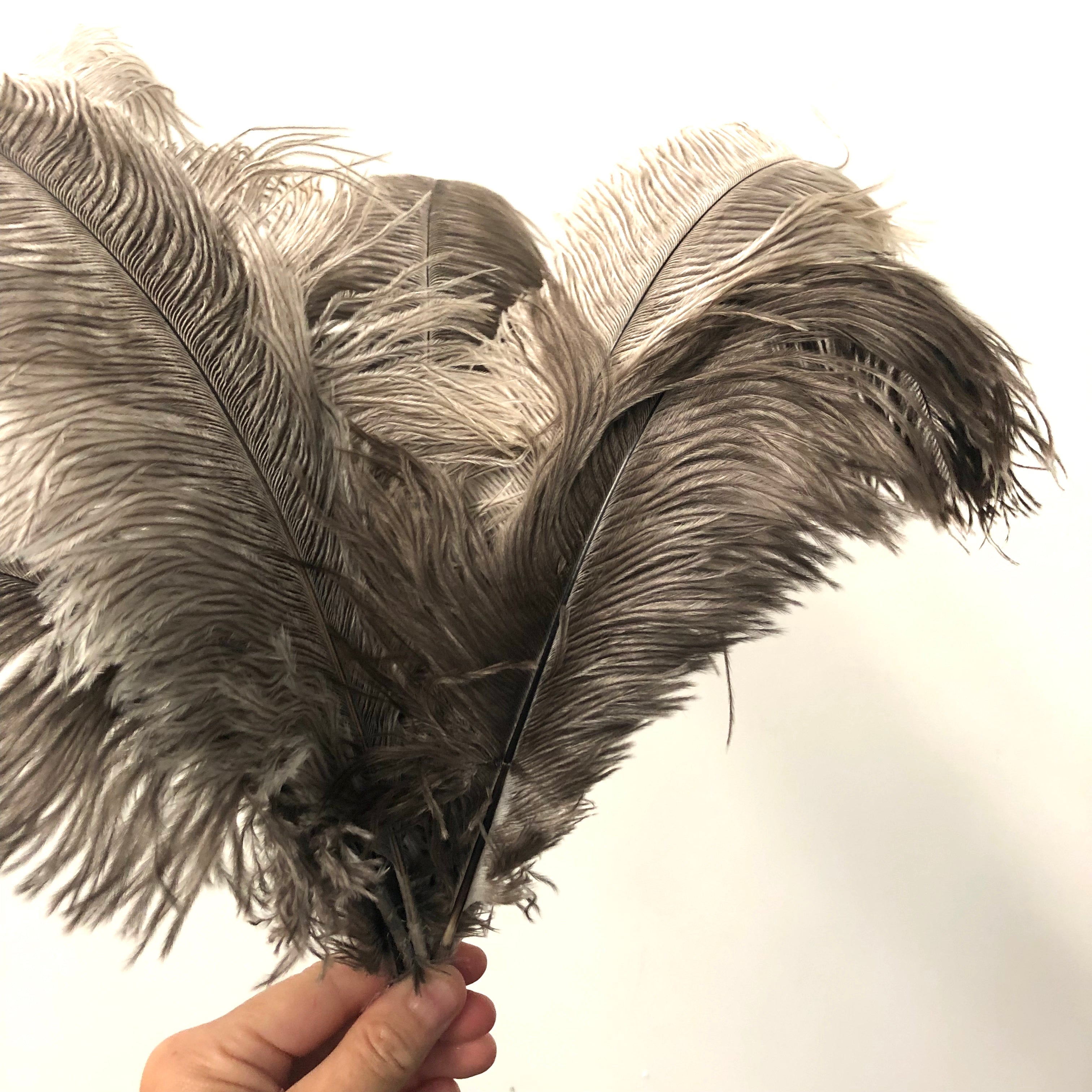 Ostrich Blondine Feather 25-40cm x 5 pcs - Natural ((SECONDS))