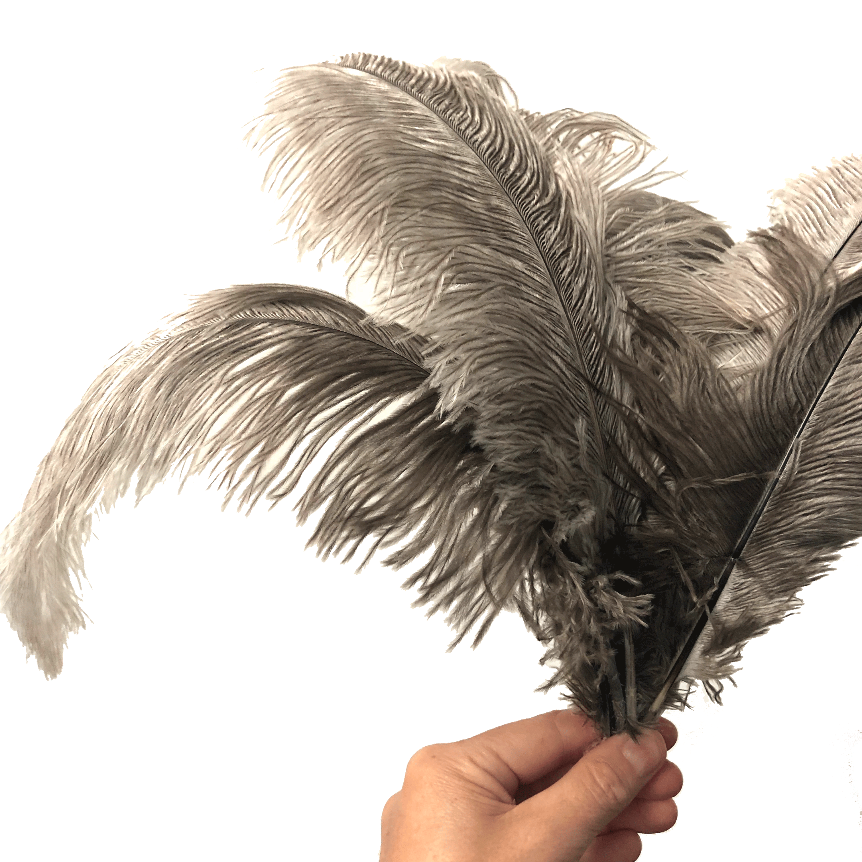 Ostrich Blondine Feather 25-40cm x 5 pcs - Natural ((SECONDS))