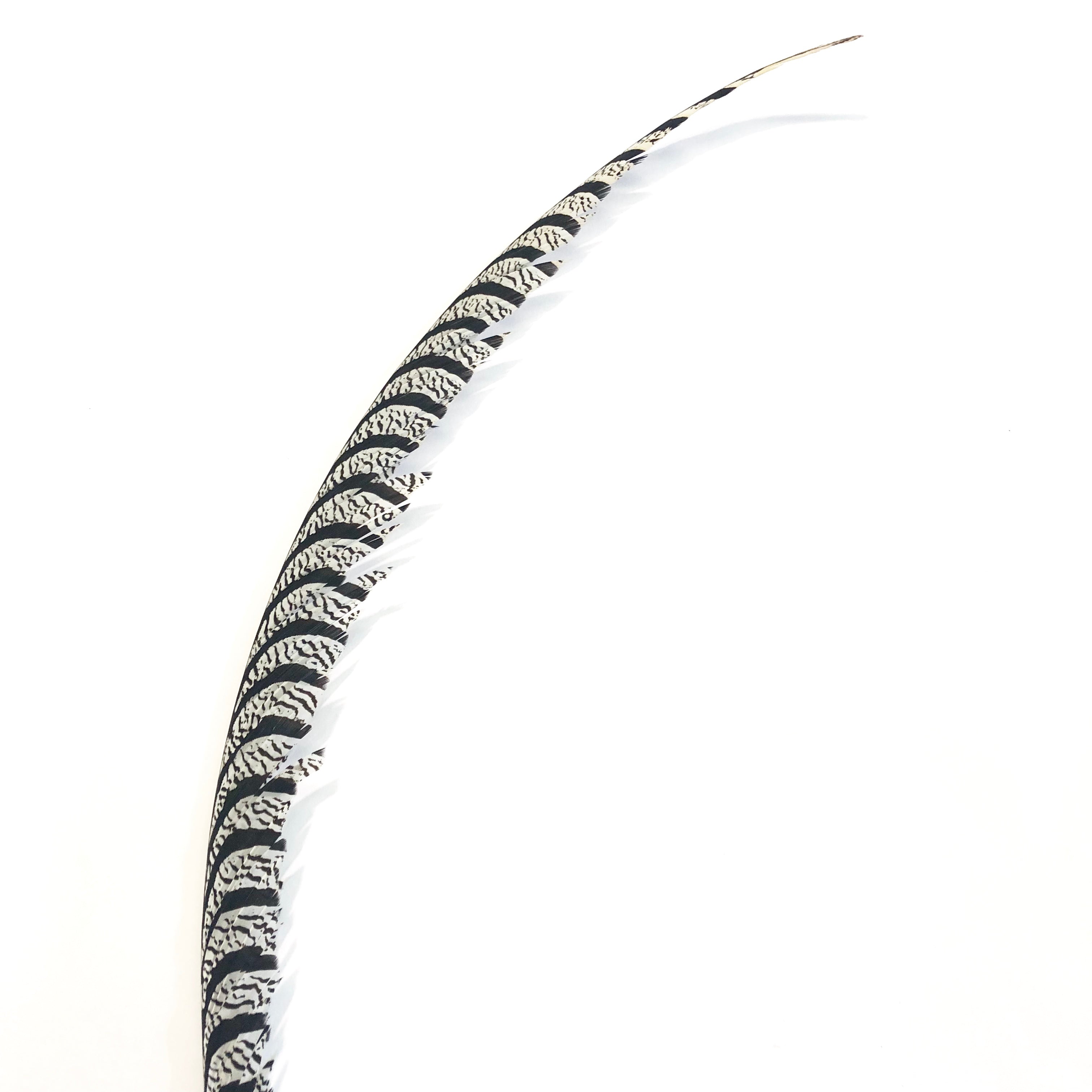 Lady Amherst Pheasant Centre Tail Feather - Natural ((SECONDS))
