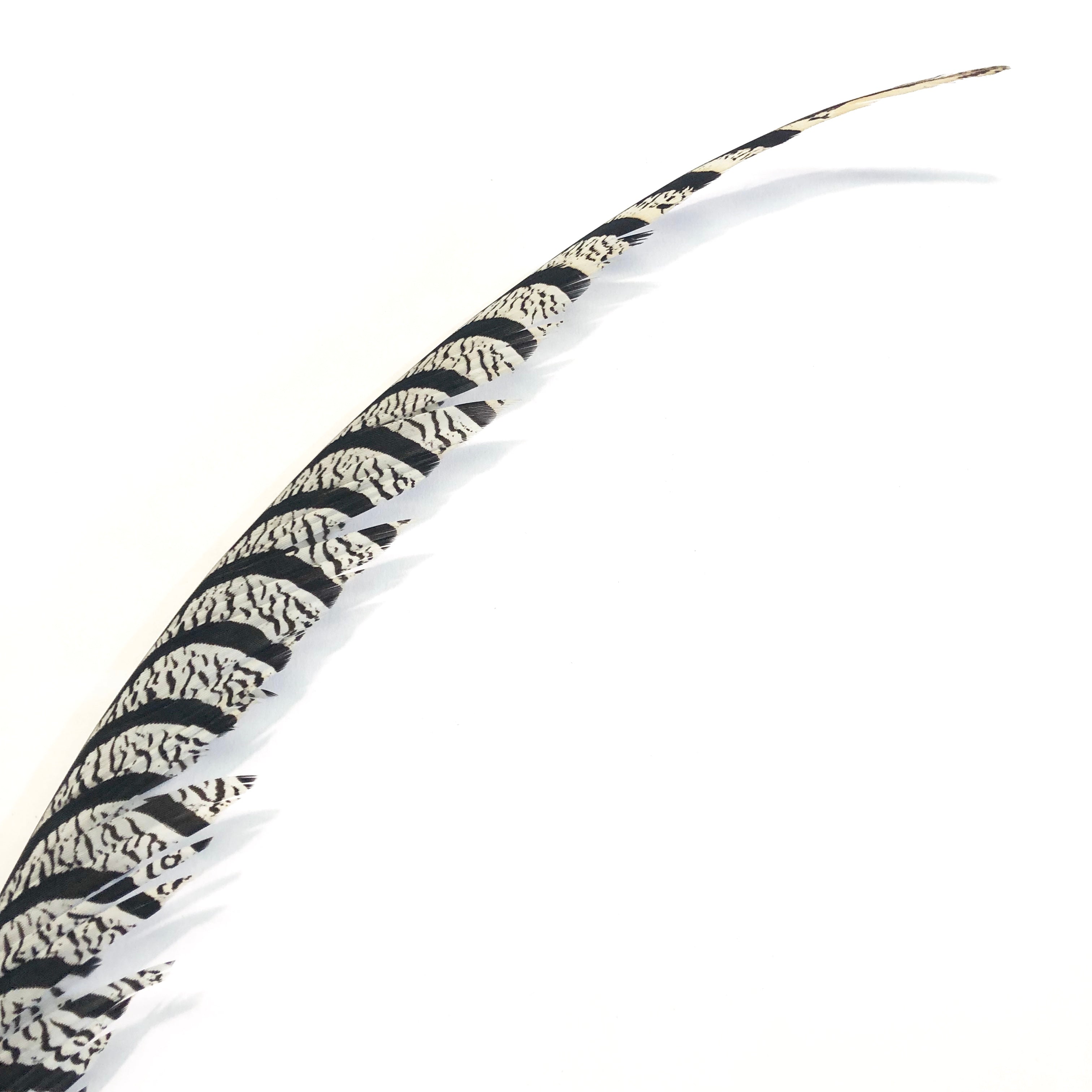 Lady Amherst Pheasant Centre Tail Feather - Natural ((SECONDS))