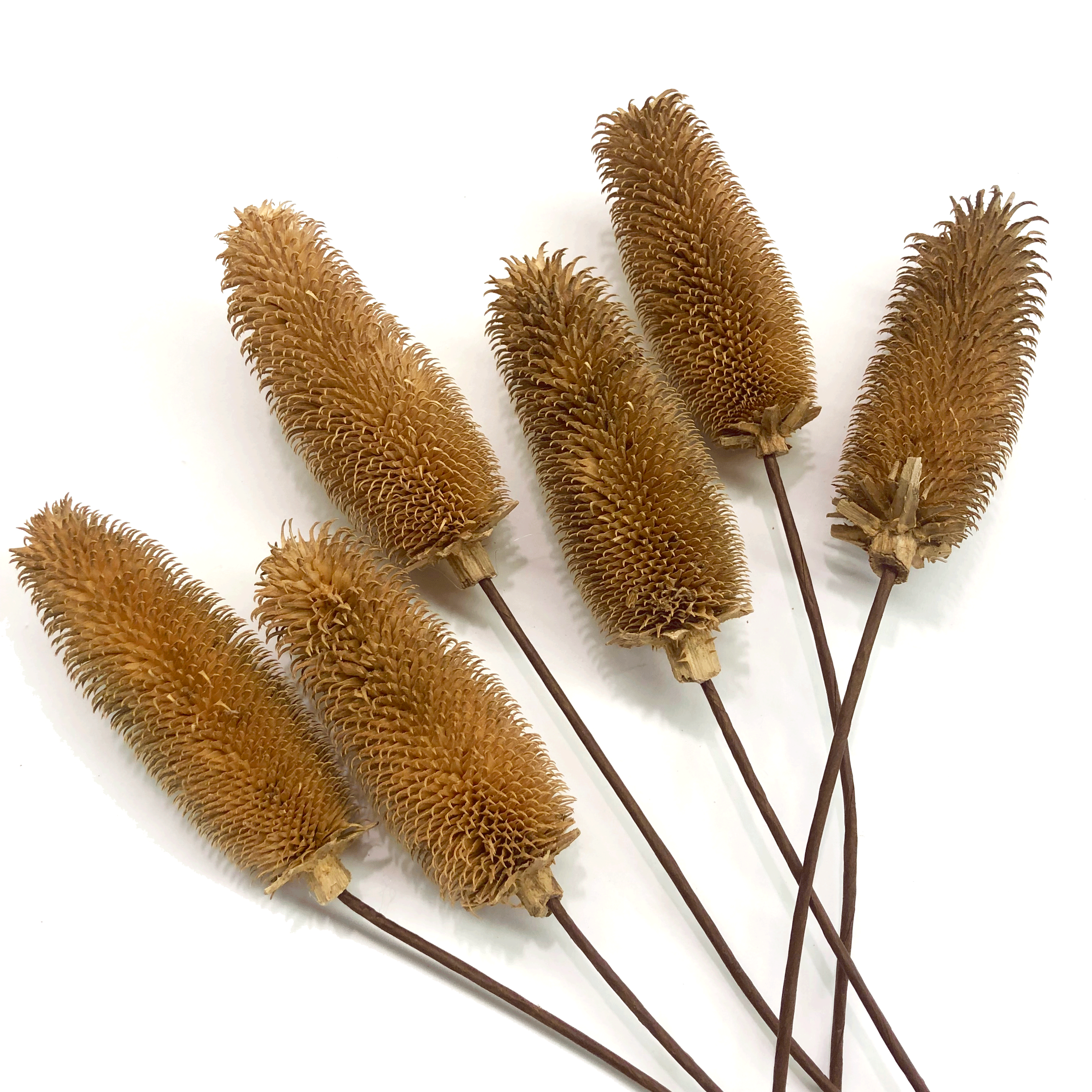 Natural Dry Thistle Branch Flower Stem - Brown