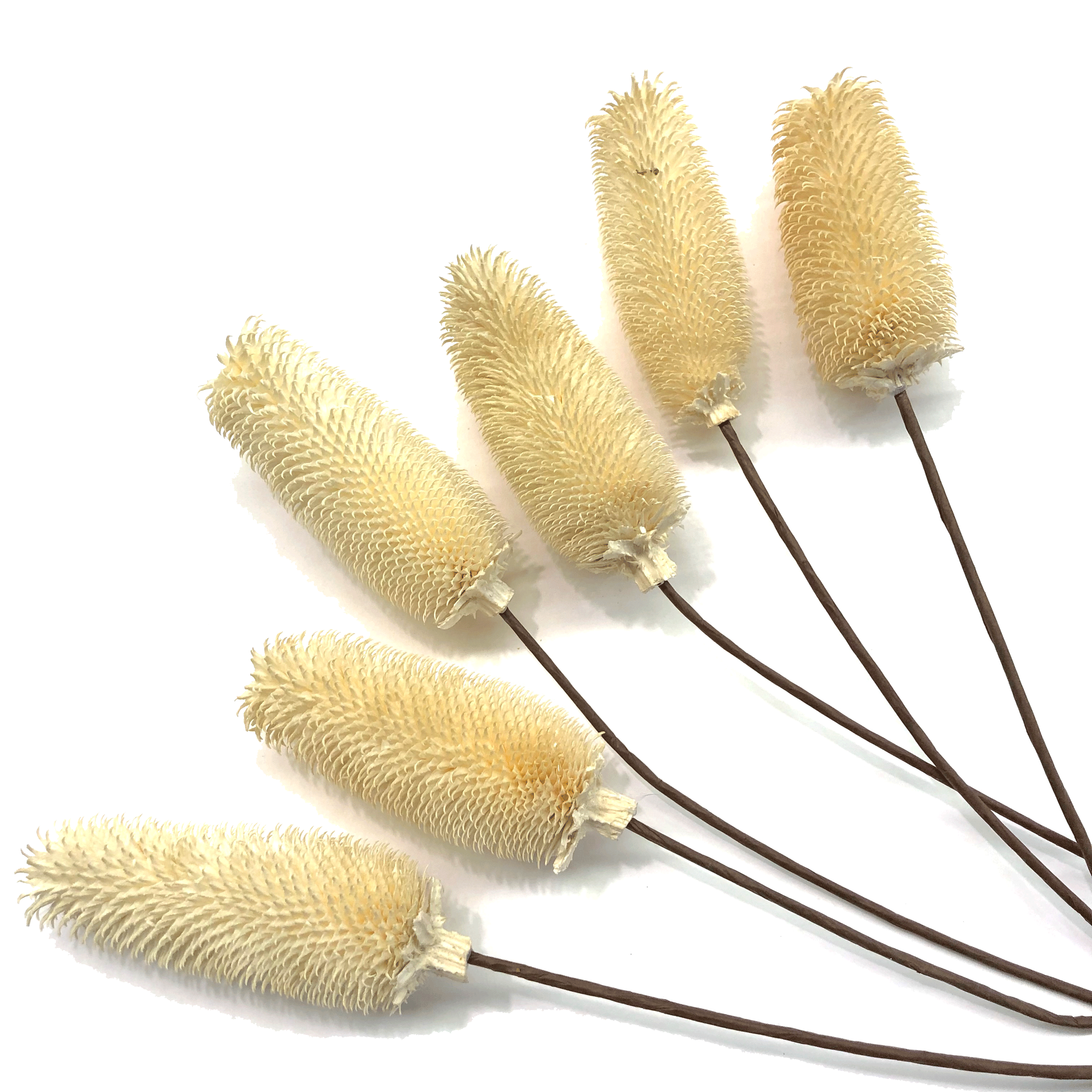 Natural Dry Thistle Branch Flower Stem - White