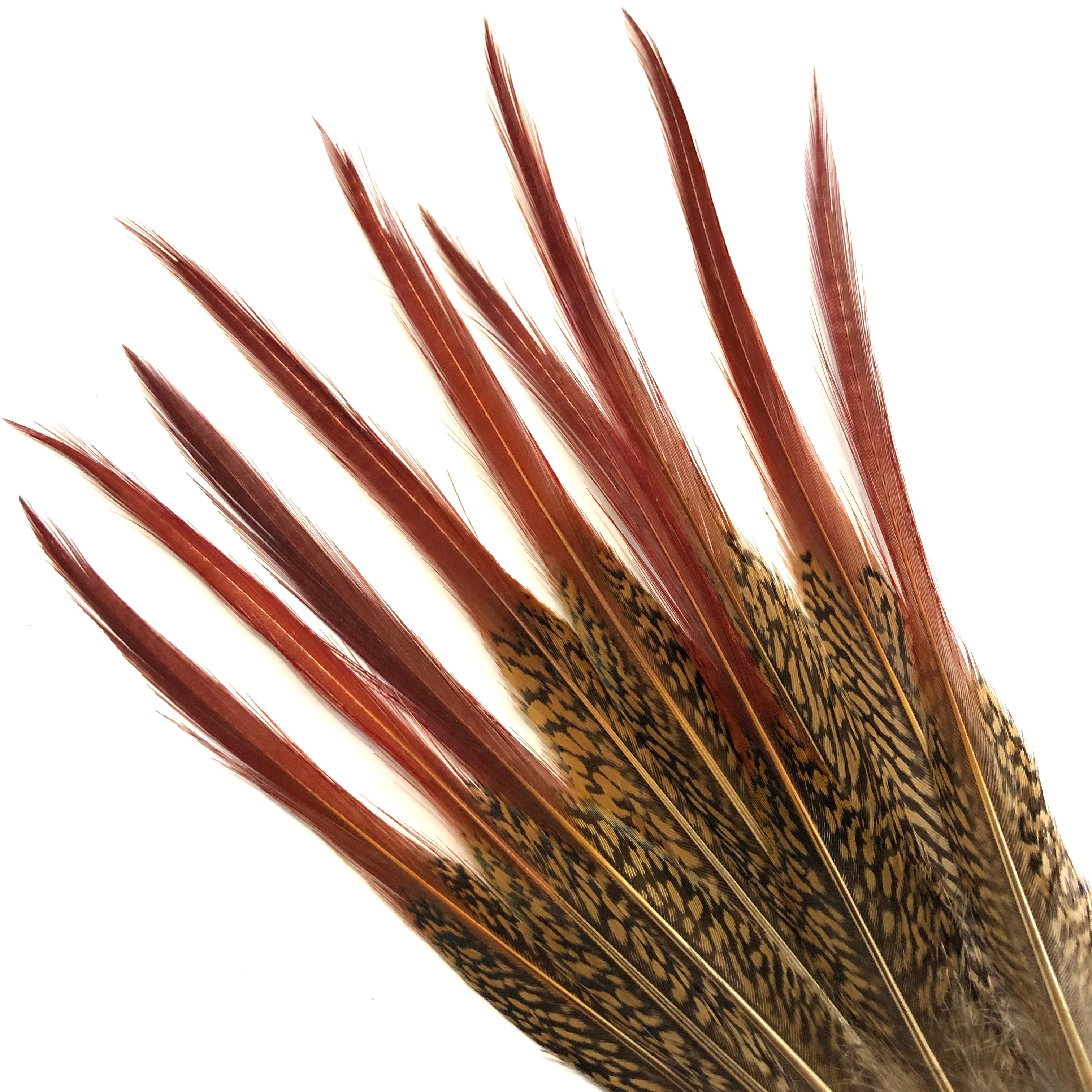 6" to 8" Natural Red Tipped Golden Pheasant Feather ((SECONDS))