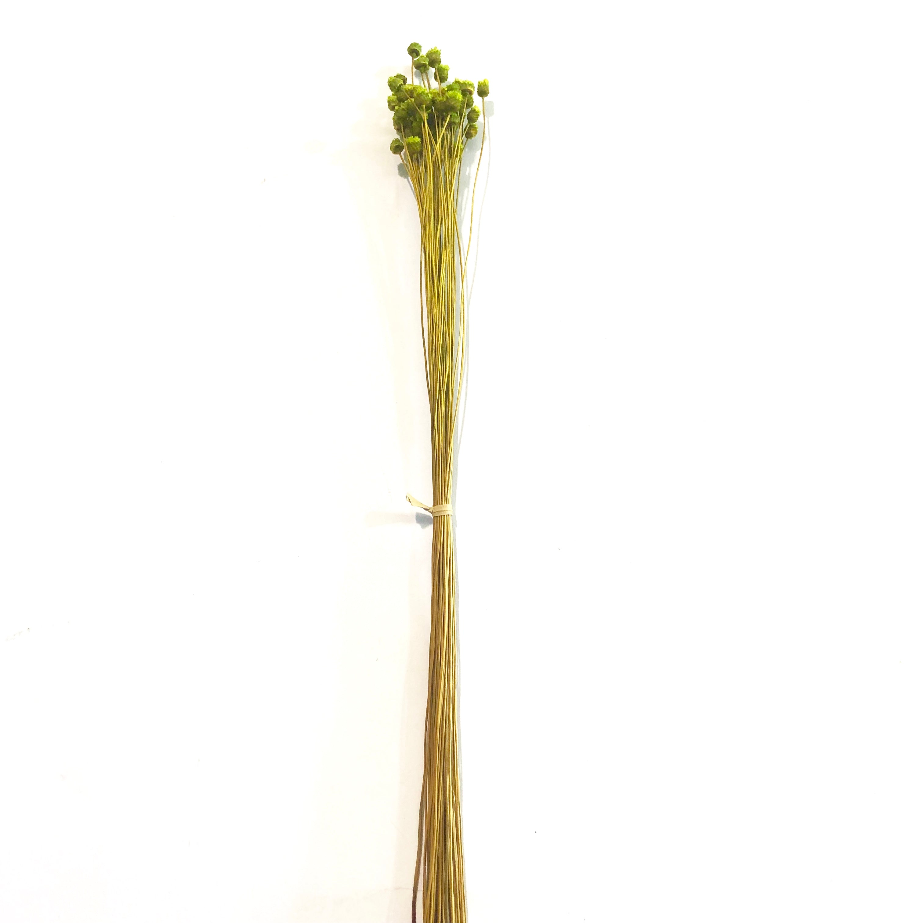 Natural Dry Mini Happy Flower Stems - Green