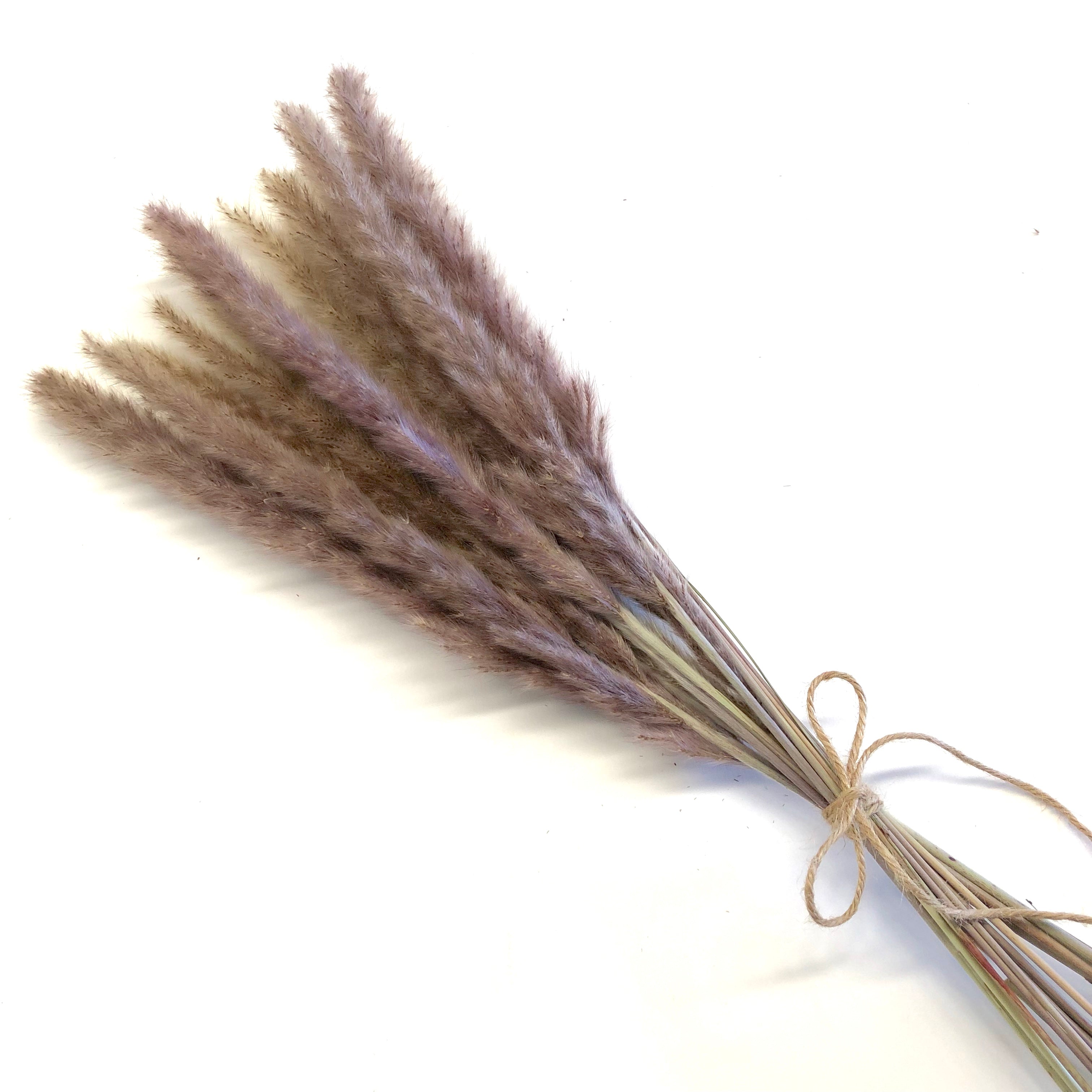 Dried Reed Blady Flower Grass 40-50cm Stem - Brown