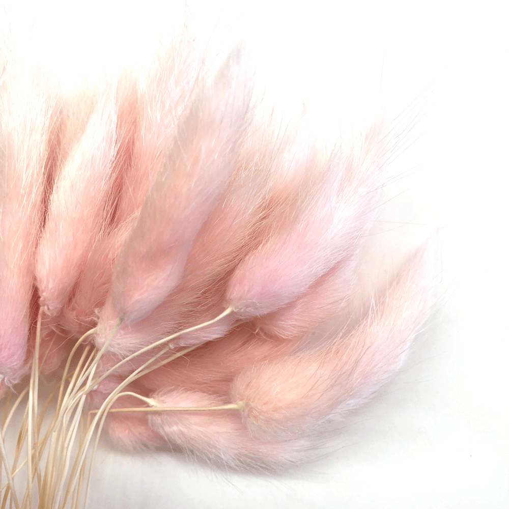 Natural Dried Rabbit Tail Grass Flower Stem Bunch - Pale Pink
