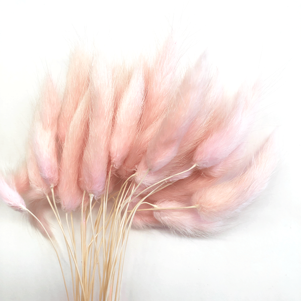 Natural Dried Rabbit Tail Grass Flower Stem Bunch - Pale Pink