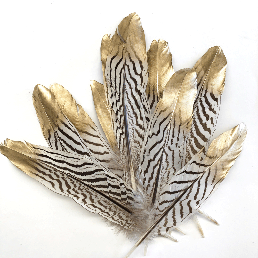 Natural Silver Pheasant Amond Tail Feathers x 10 pcs - Gold Tipped