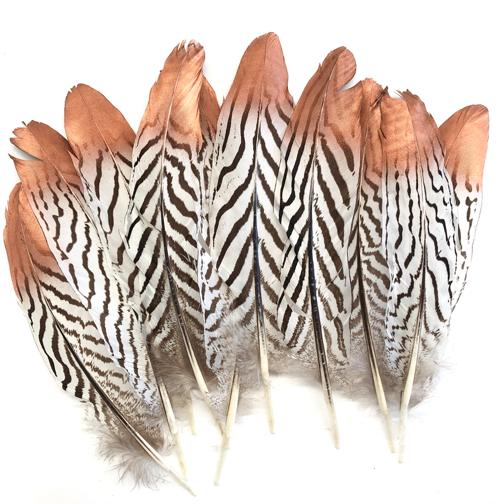 Natural Silver Pheasant Amond Tail Feathers x 10 pcs - Copper Tipped
