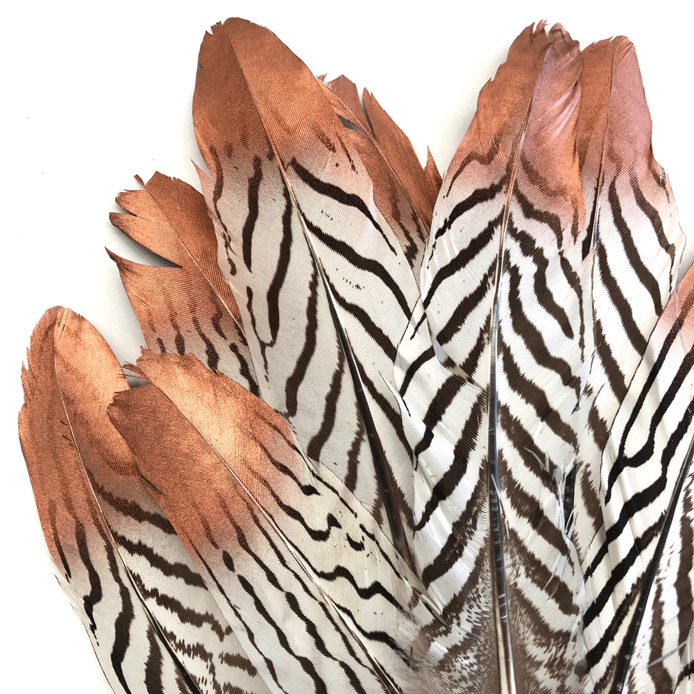 Natural Silver Pheasant Amond Tail Feathers x 10 pcs - Copper Tipped