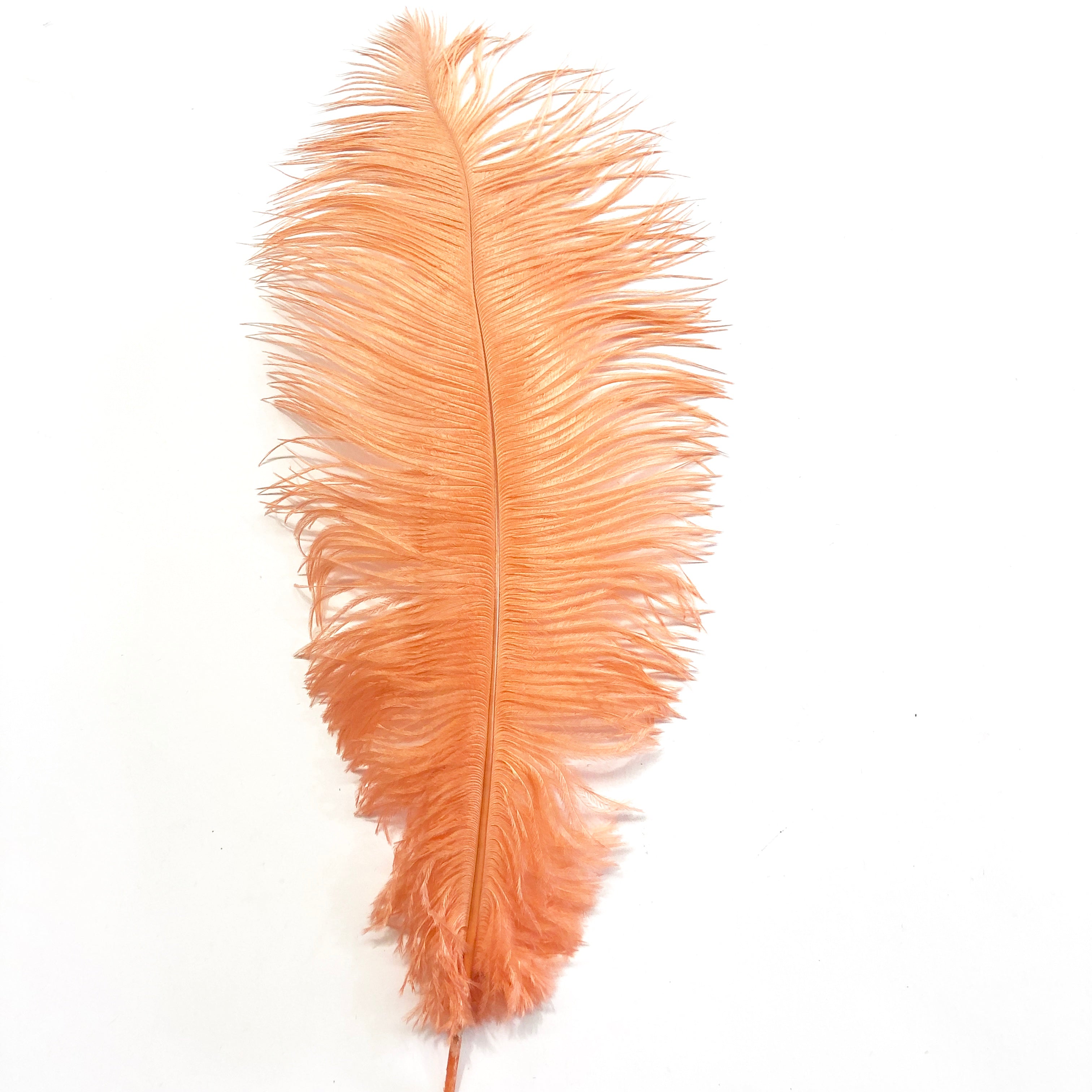 Ostrich Drab Feather 27-32cm - Apricot