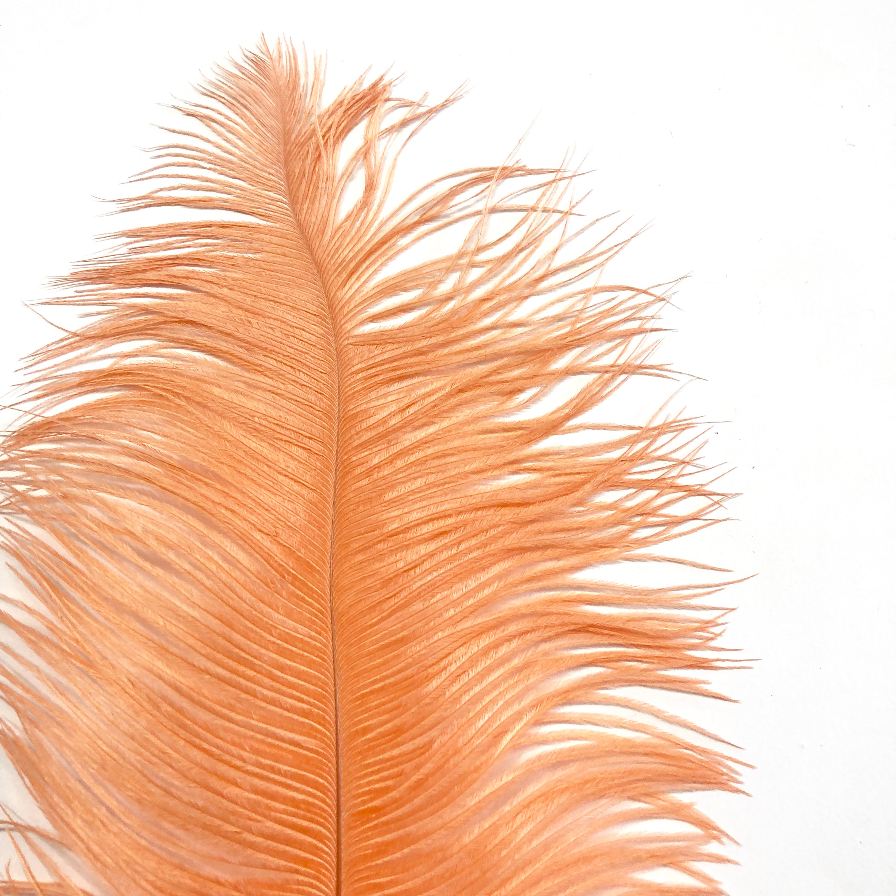 Ostrich Drab Feather 27-32cm - Apricot