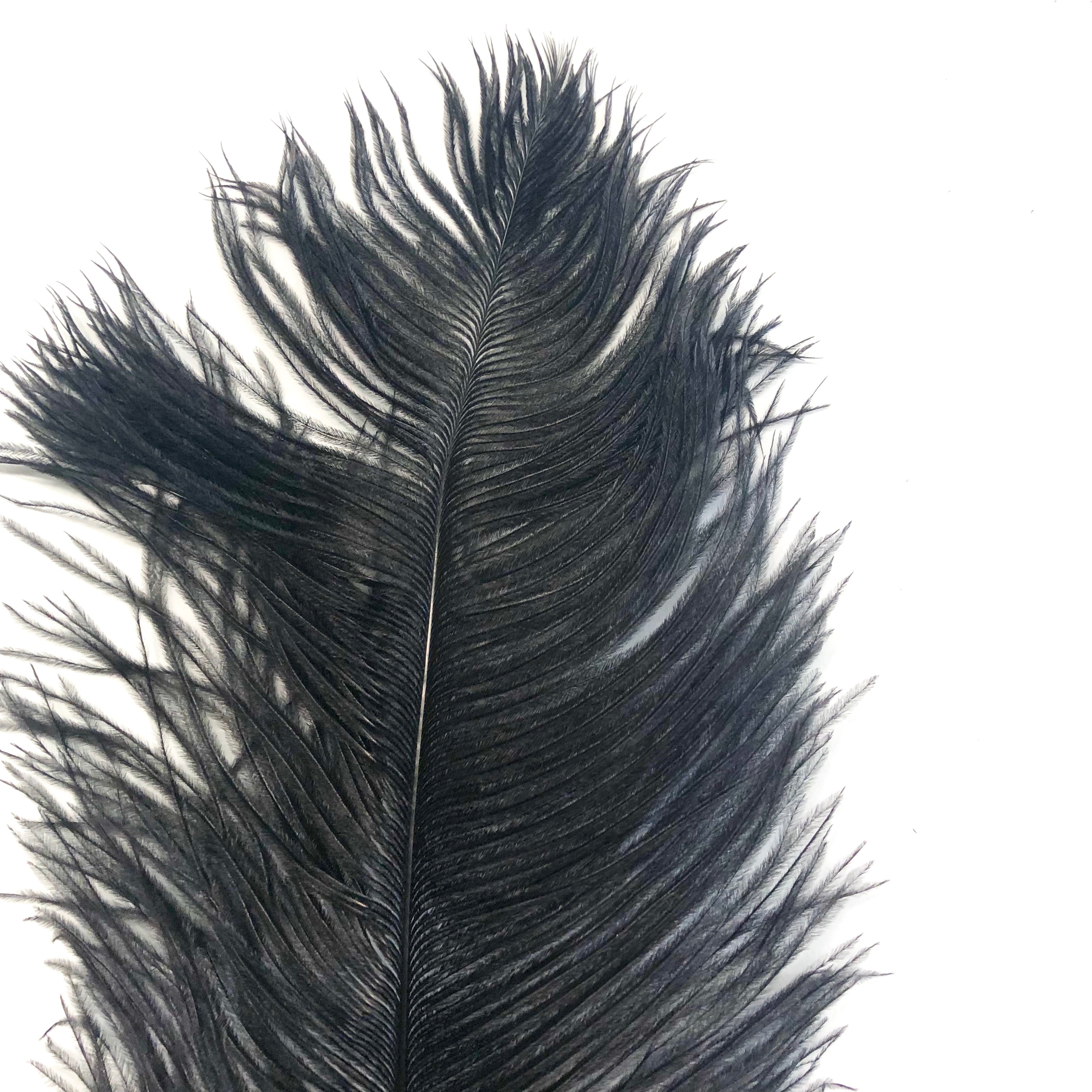 Ostrich Drab Feather 27-32cm - Black *Seconds* Pack of 5