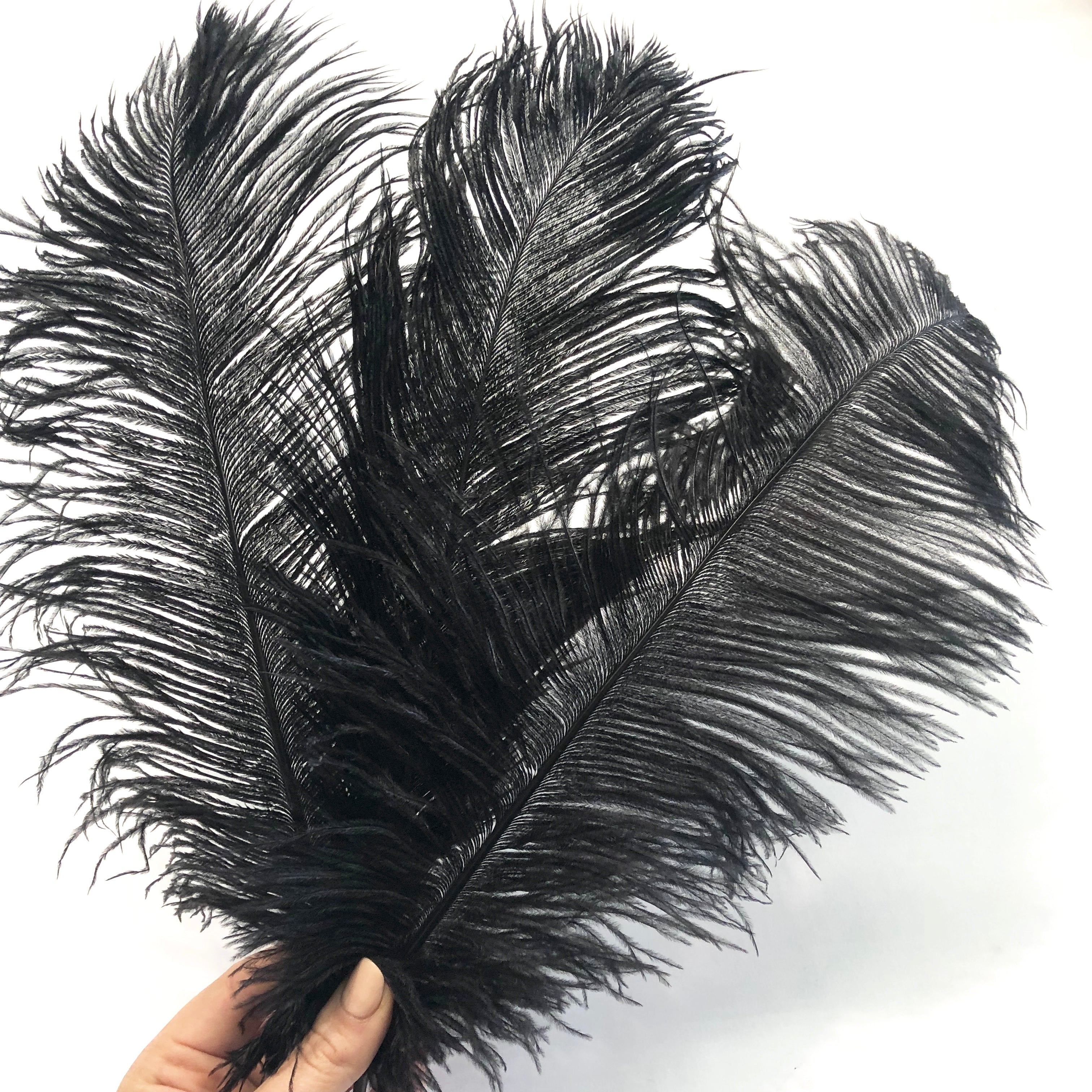 Ostrich Drab Feather 27-32cm - Black *Seconds* Pack of 5