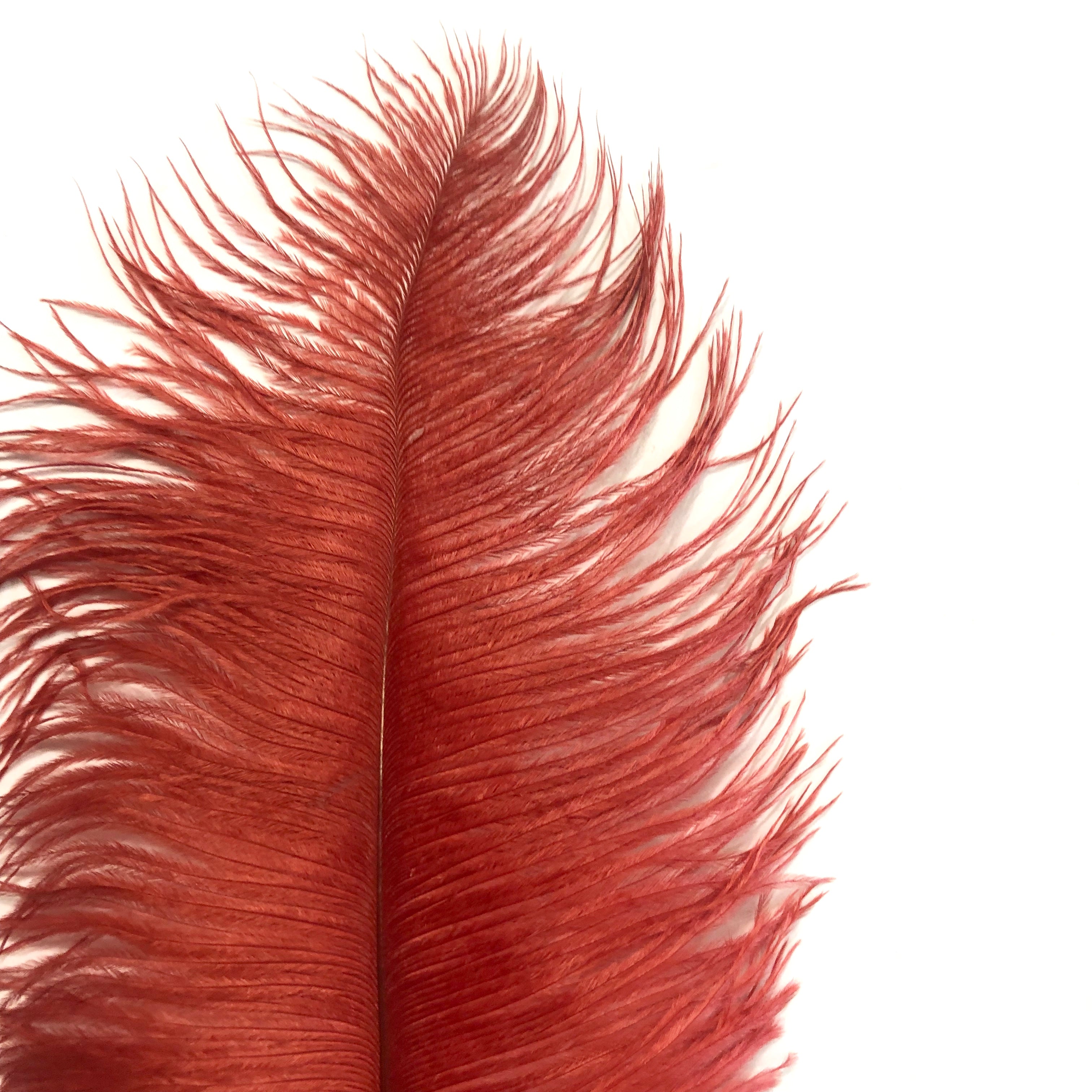 Ostrich Drab Feather 27-32cm - Blood Red *Seconds* Pack of 5