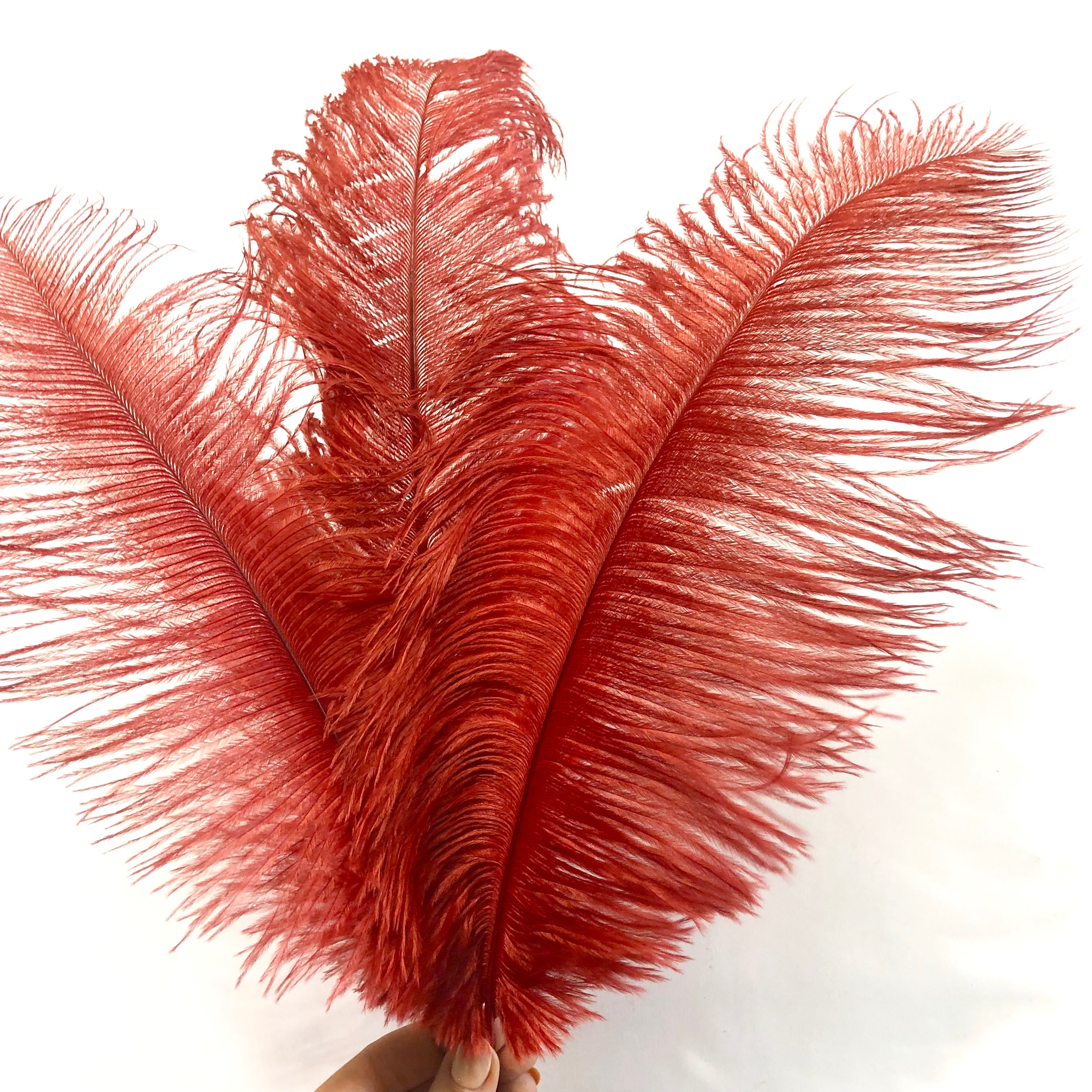 Ostrich Drab Feather 27-32cm - Blood Red