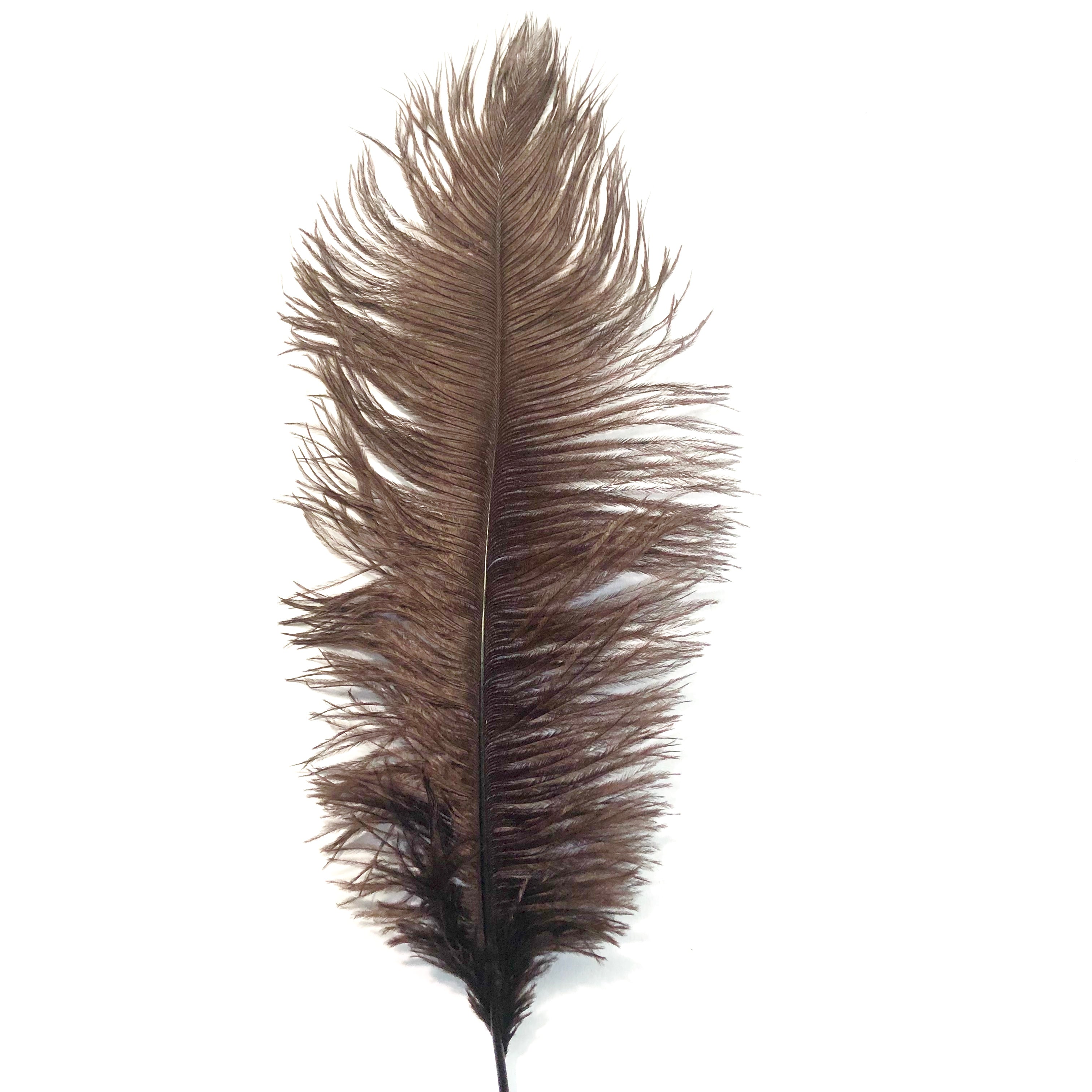 Ostrich Drab Feather 27-32cm - Chocolate Brown *Seconds* Pack of 5