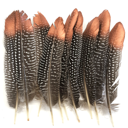 Natural Guinea Fowl Wing Feathers x 10 pcs - Copper Tipped – Feather.com.au