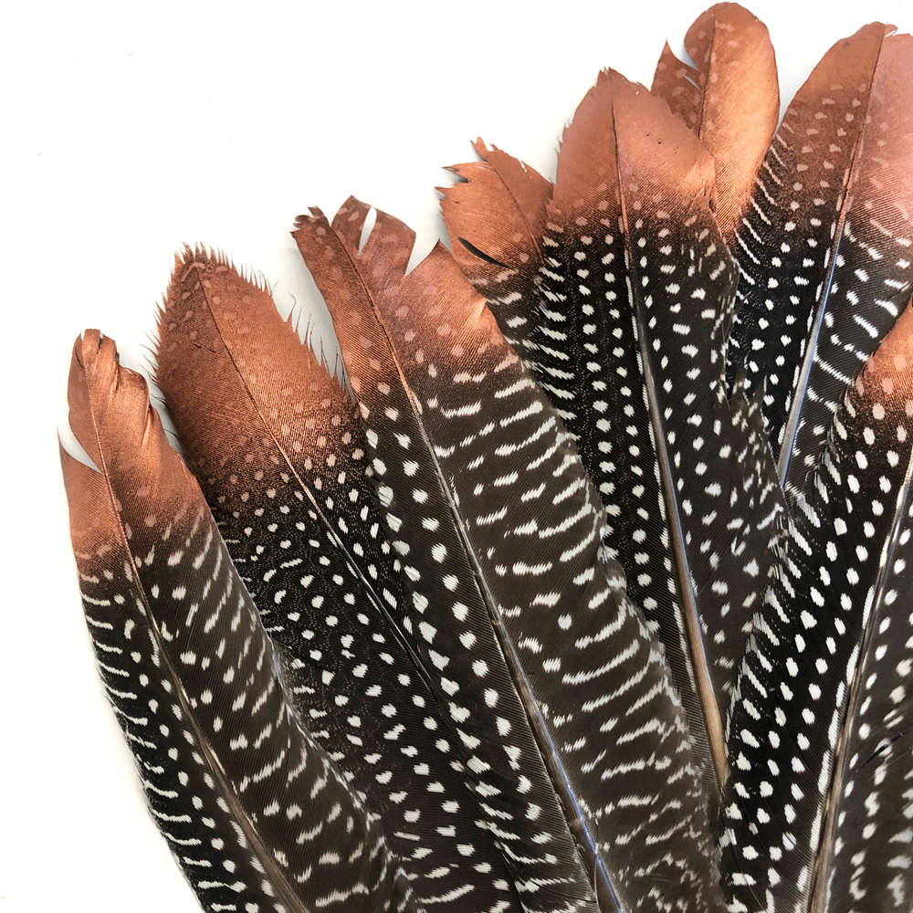 Natural Guinea Fowl Wing Feathers x 10 pcs - Copper Tipped