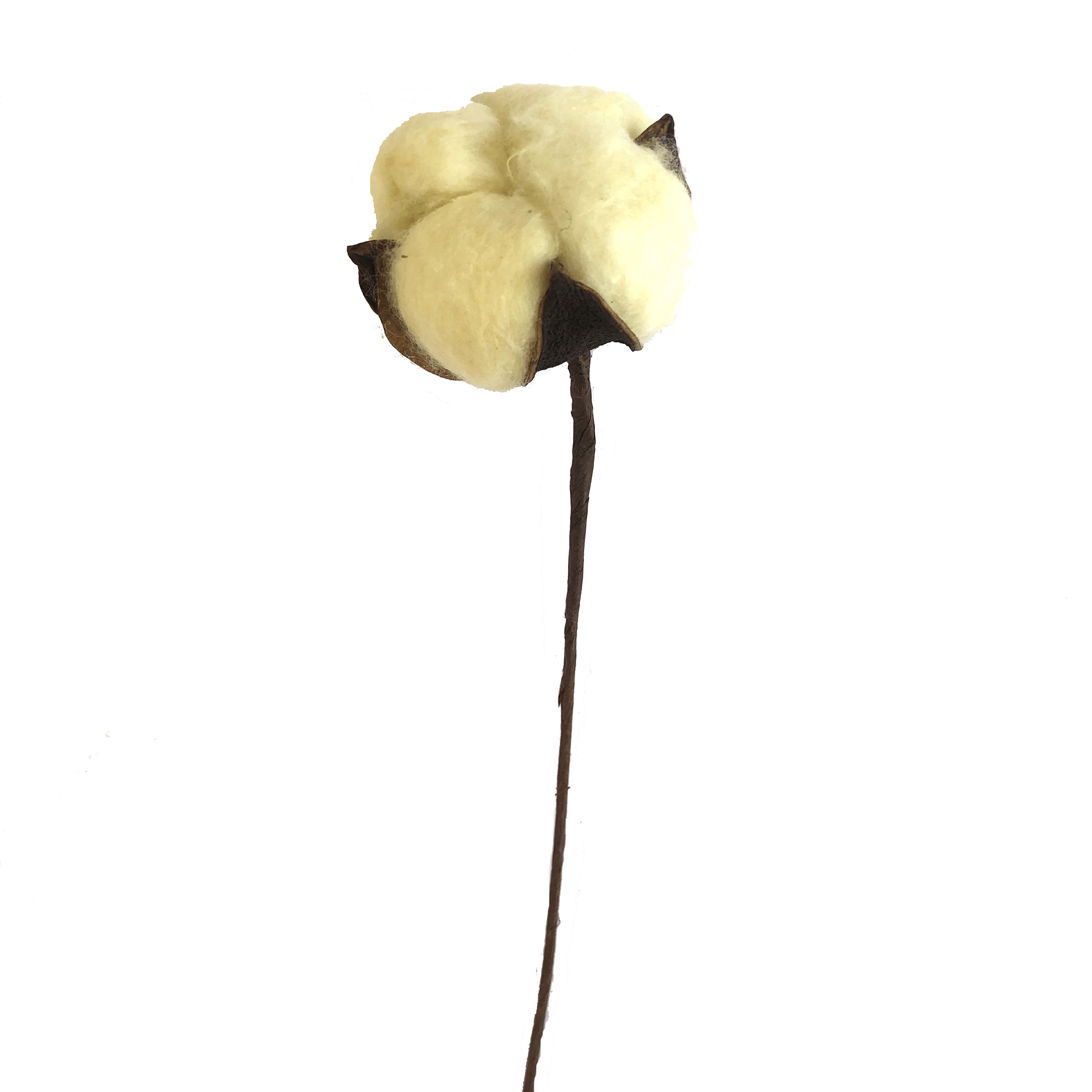 Artificial Natural Dried Cotton Flower Stem - Yellow 60cm Long