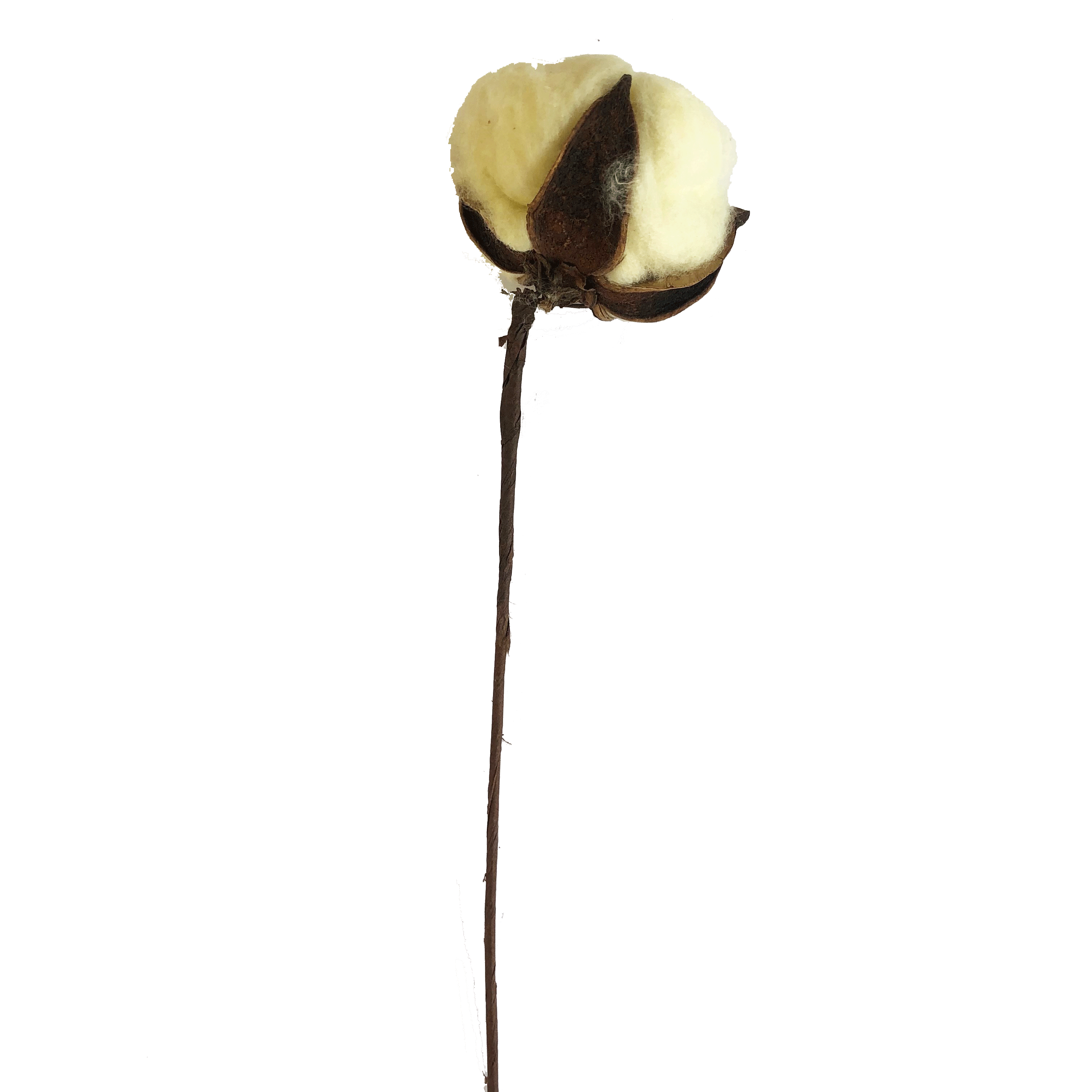 Artificial Natural Dried Cotton Flower Stem - Yellow 60cm Long