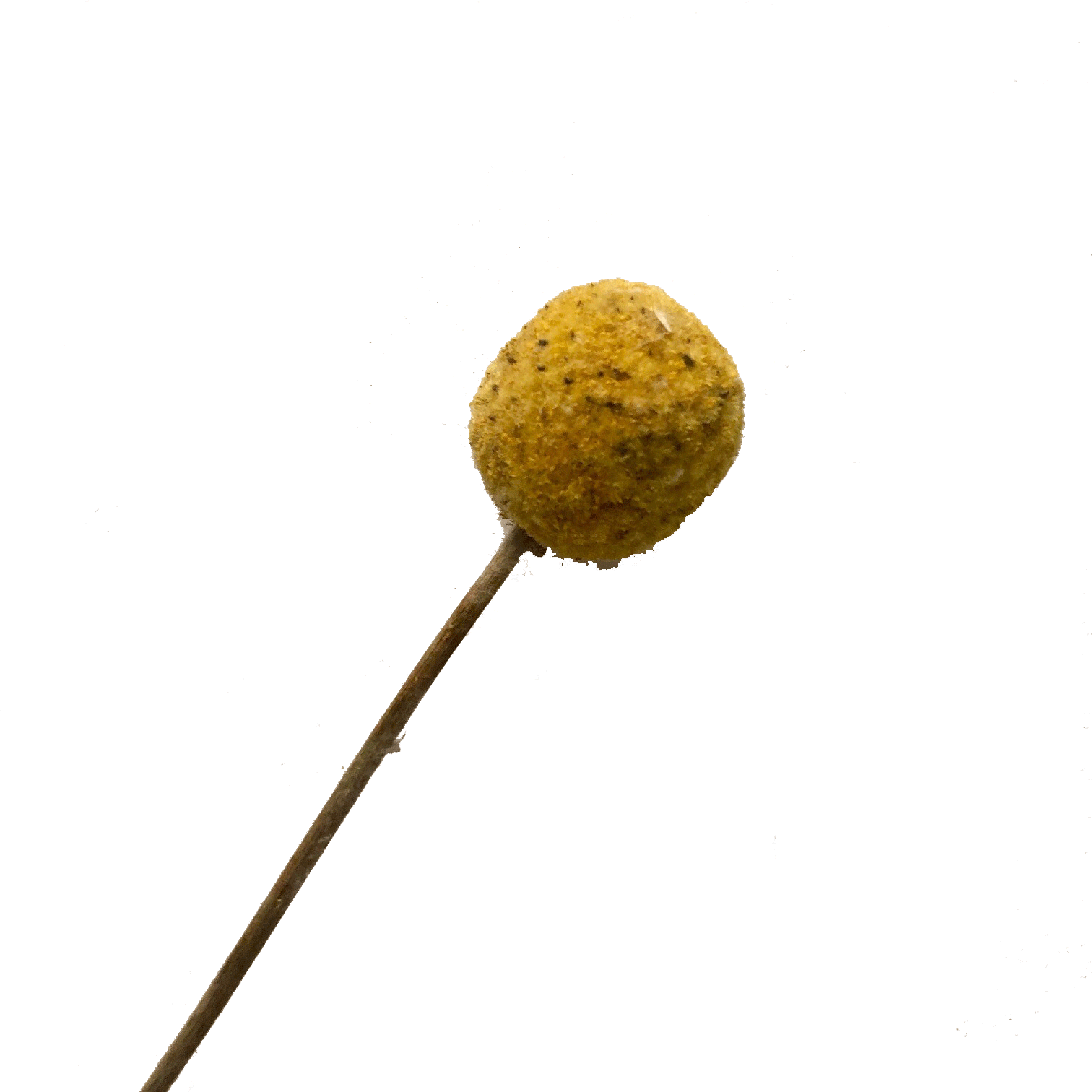 Australian Native Natural Dried Craspedia Billy Button Flower Stems x 5pcs - NATURAL Yellow