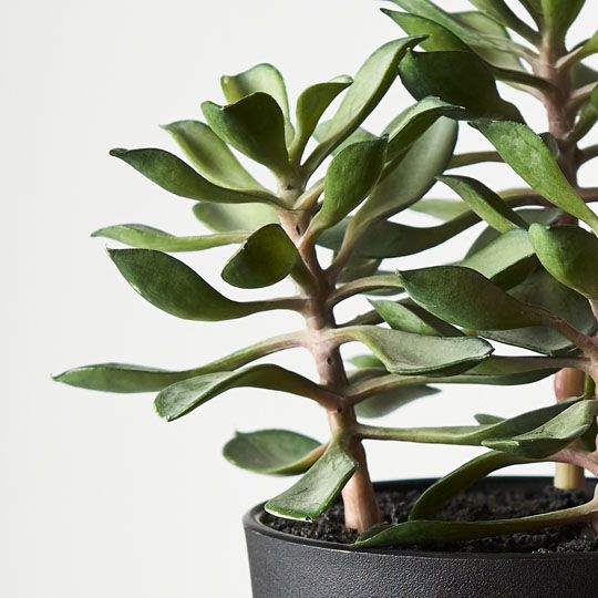Artificial Succulent in Pot - Green